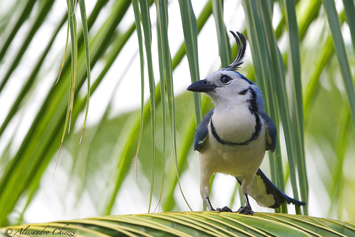 Crested White-throated Magpie