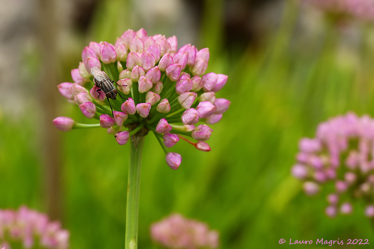 Mountain garlic with host