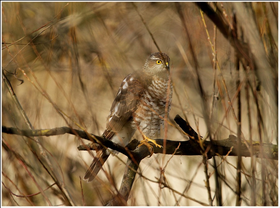 Sparrowhawk