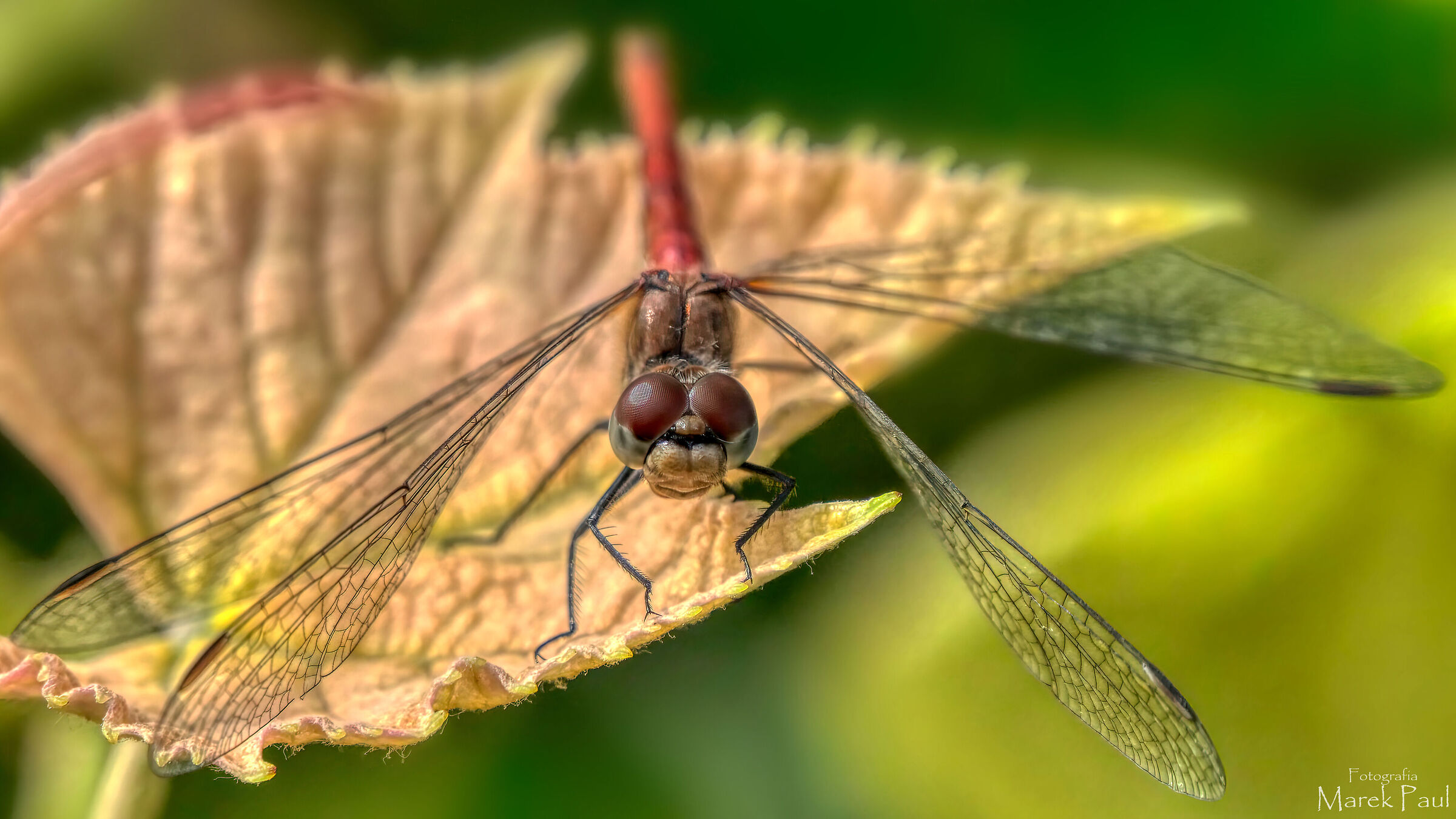 Libellula