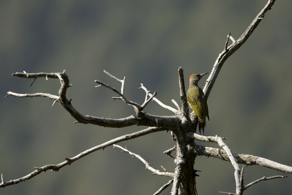 Green Woodpecker