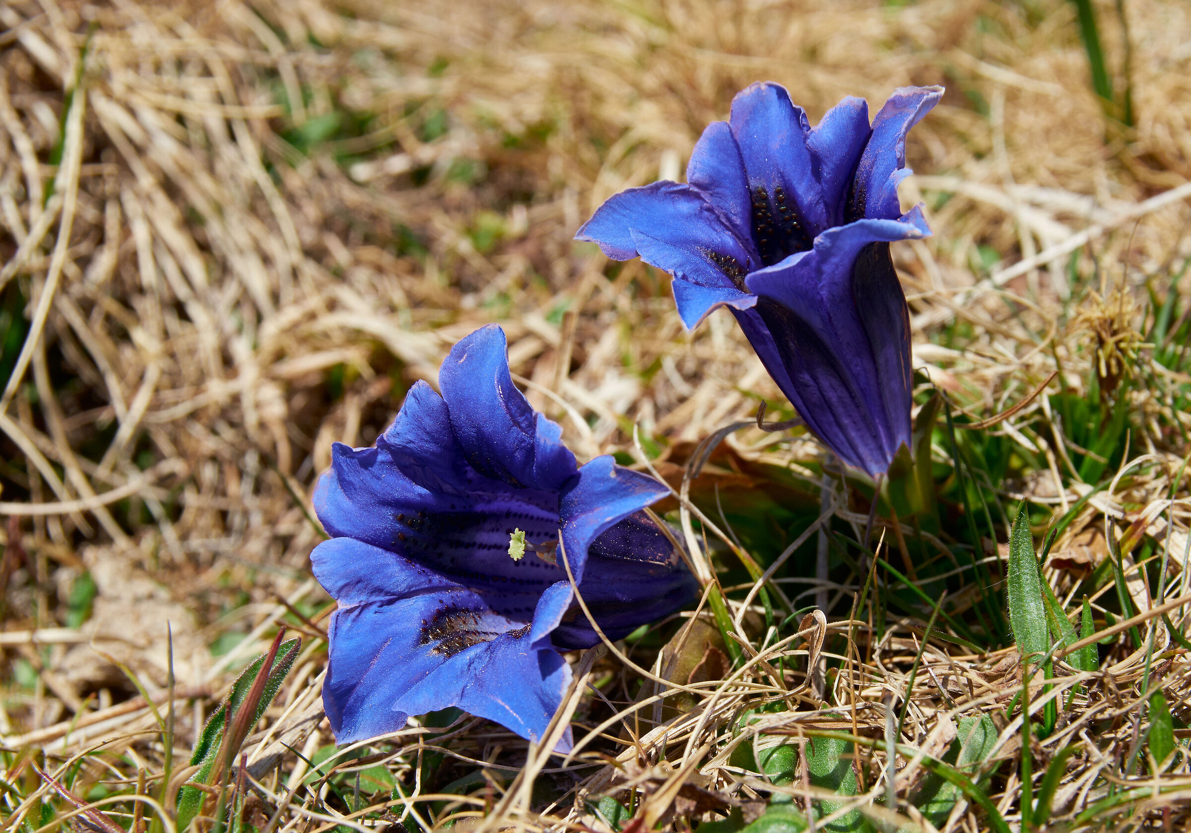 Genziana