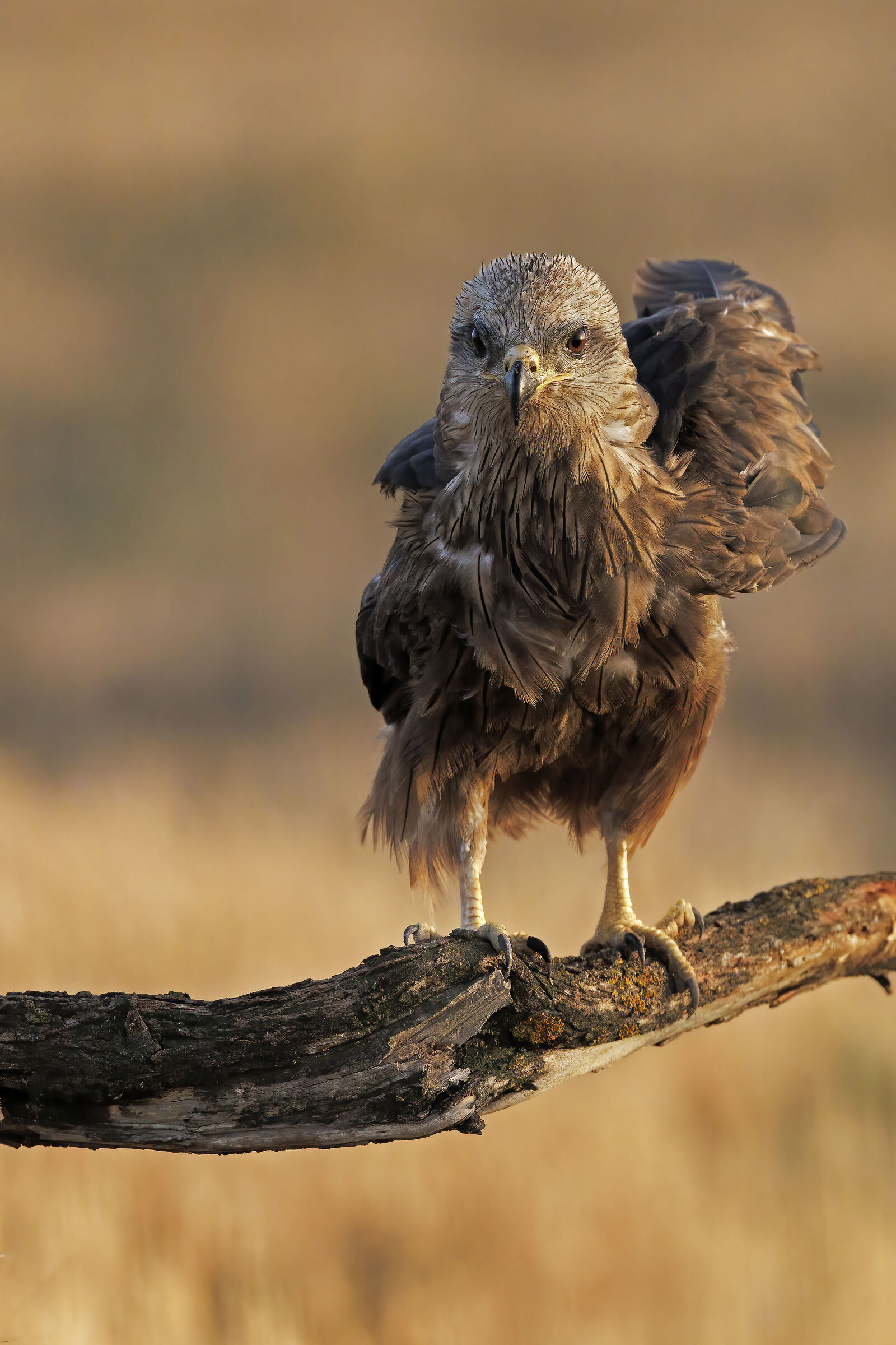 Black kite