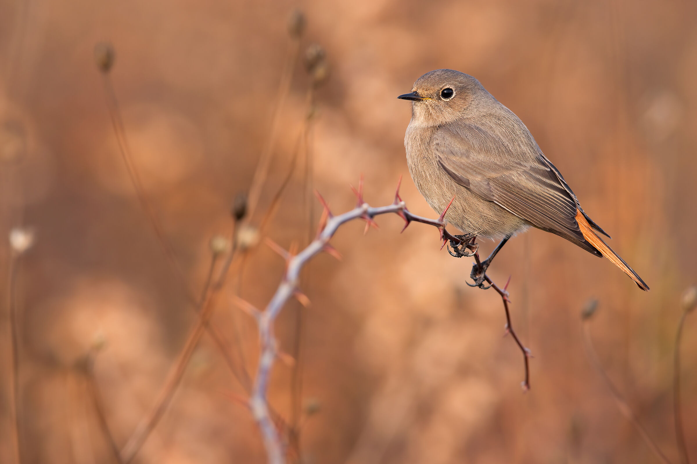 Redstart Spz Female/Imma