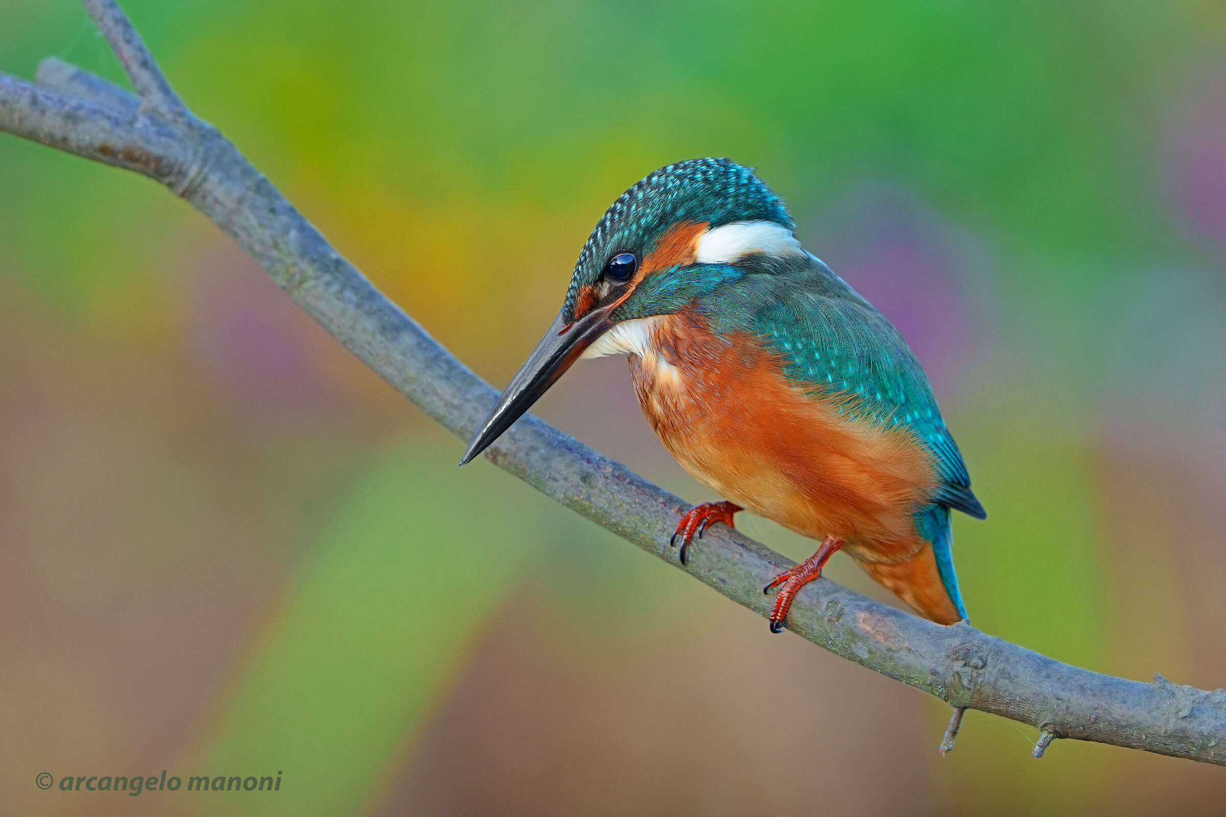 Kingfisher with color