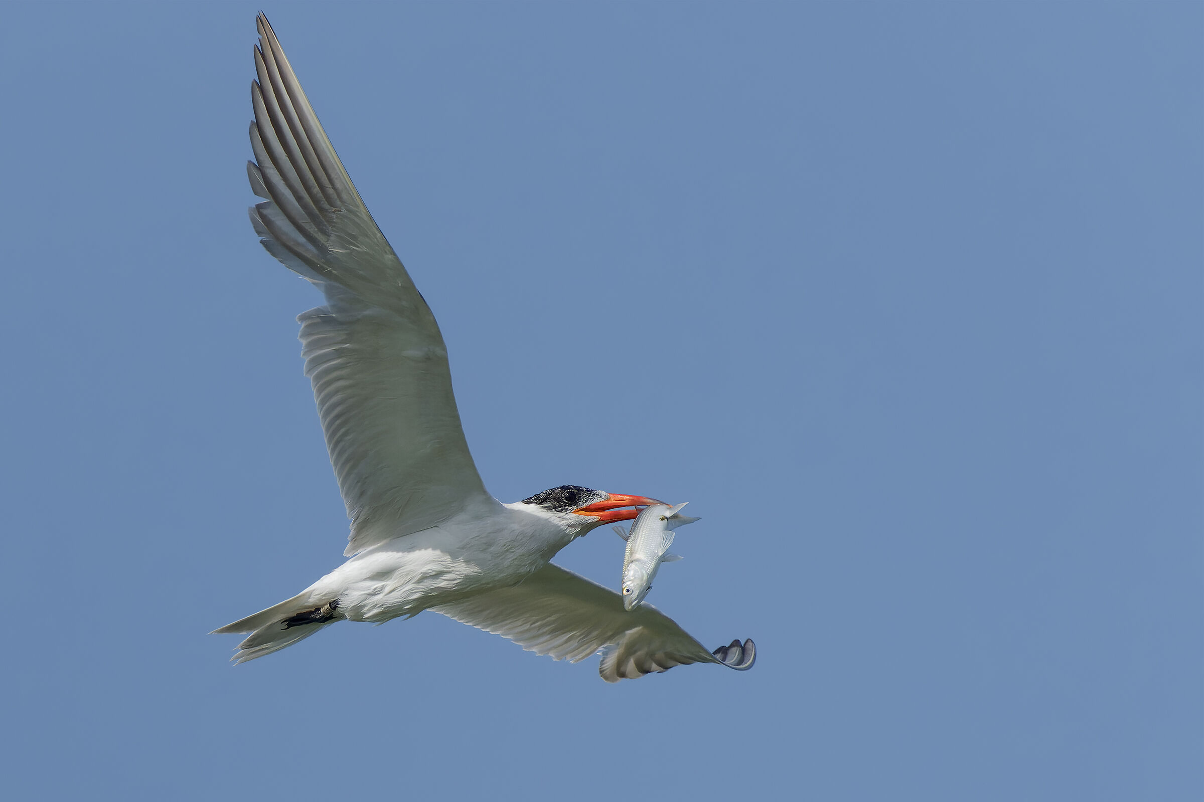 Fishing for the greater tern