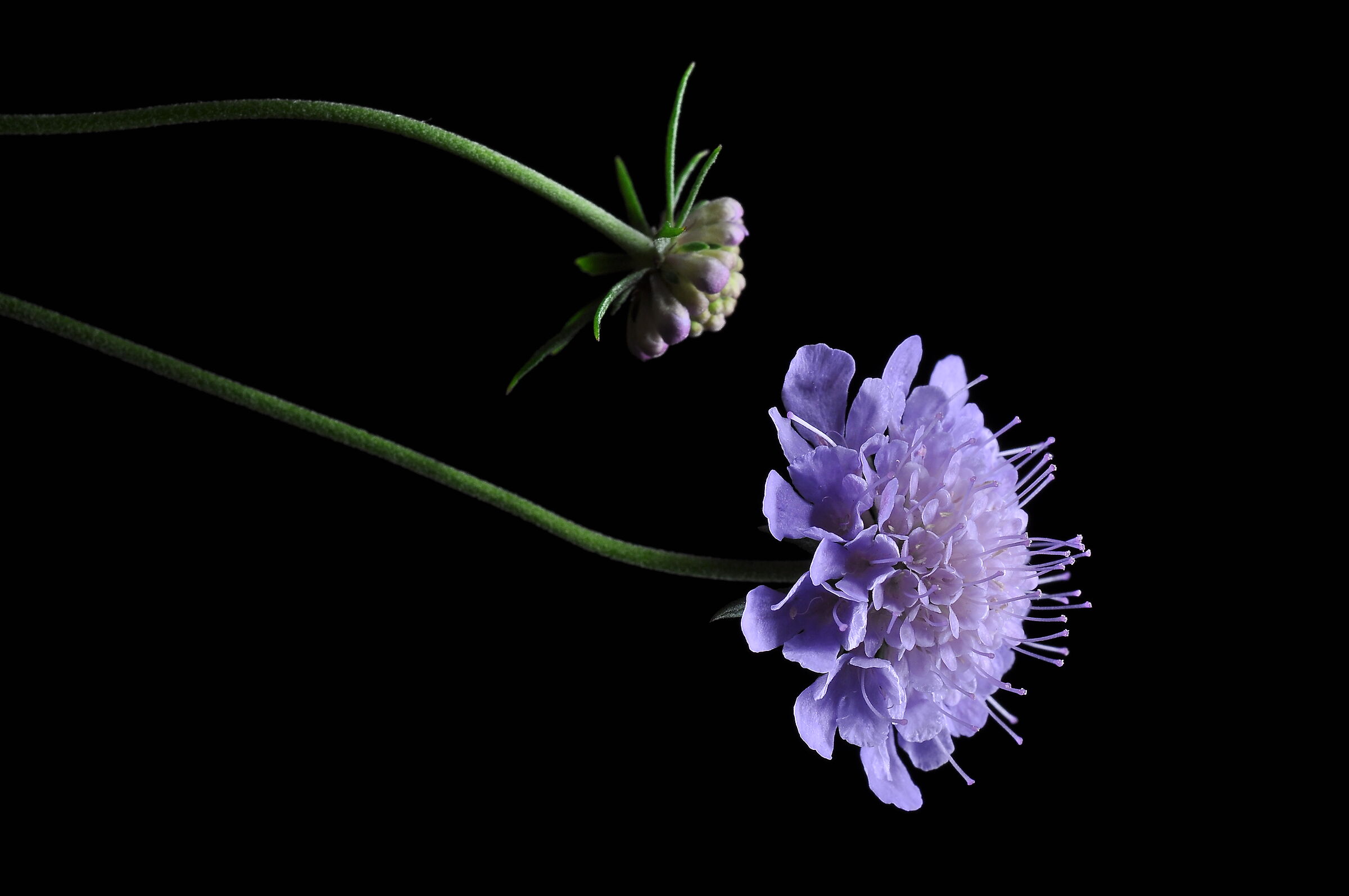 Quando sarò grande vorrei essere come te.