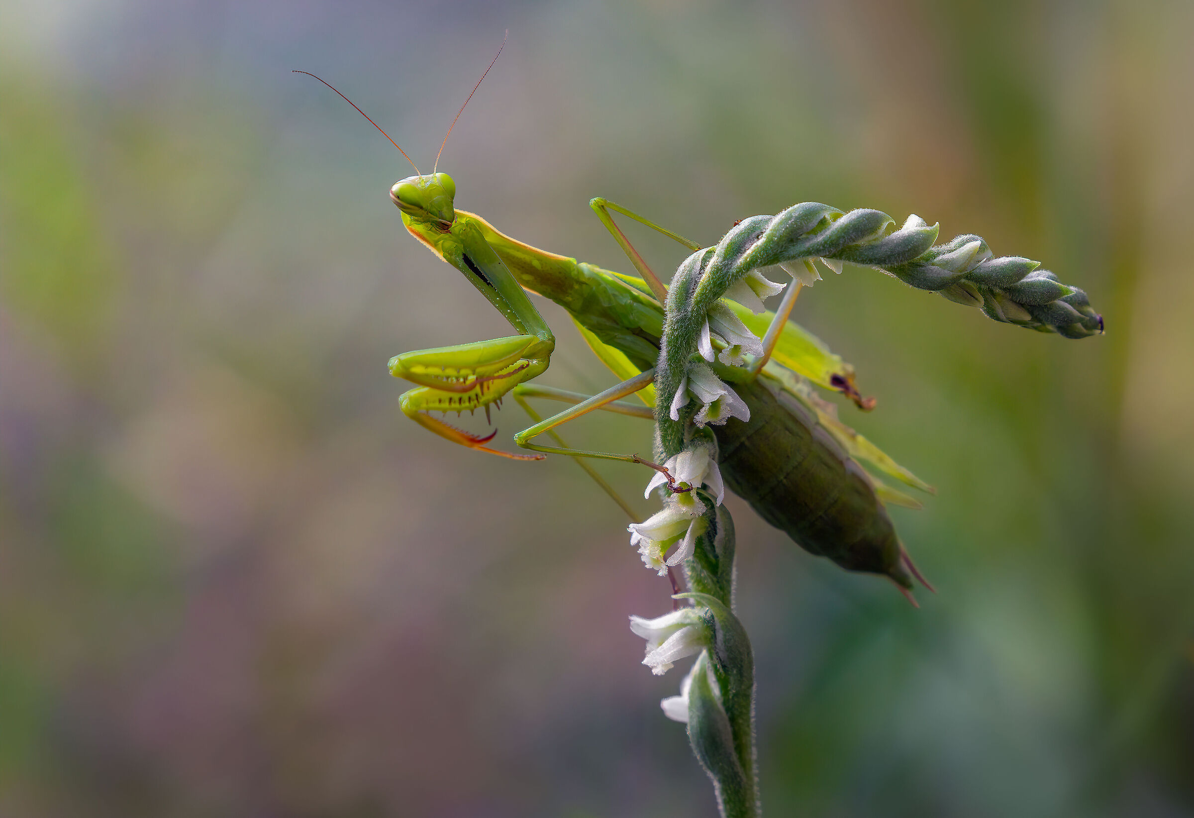 Mantis spiralis