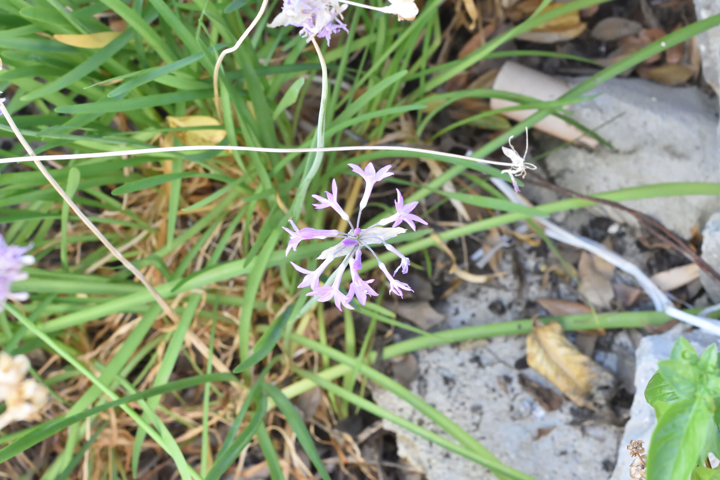 FLOWER (JPG CONVERSION ONLY)