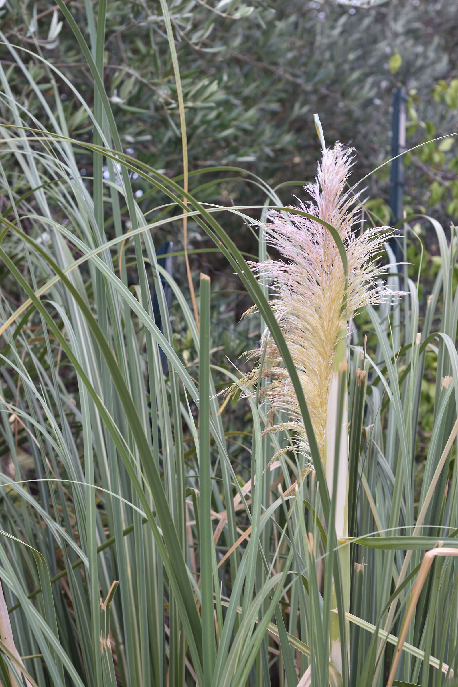 FLOWER (JPG CONVERSION ONLY)