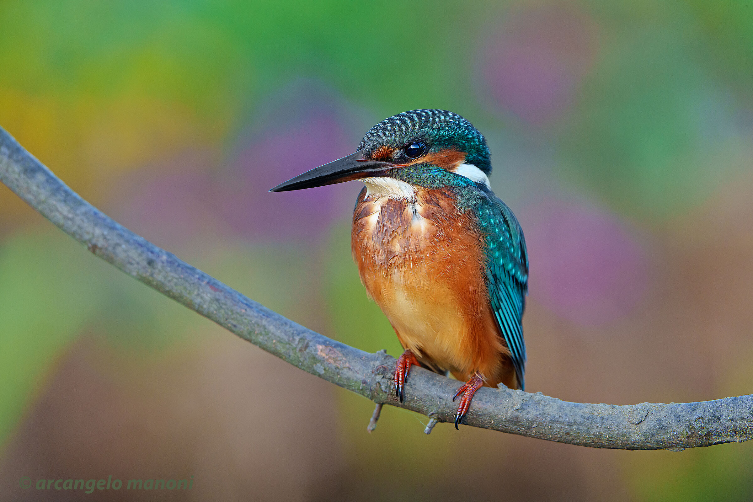 Martino in front of a field of flowers