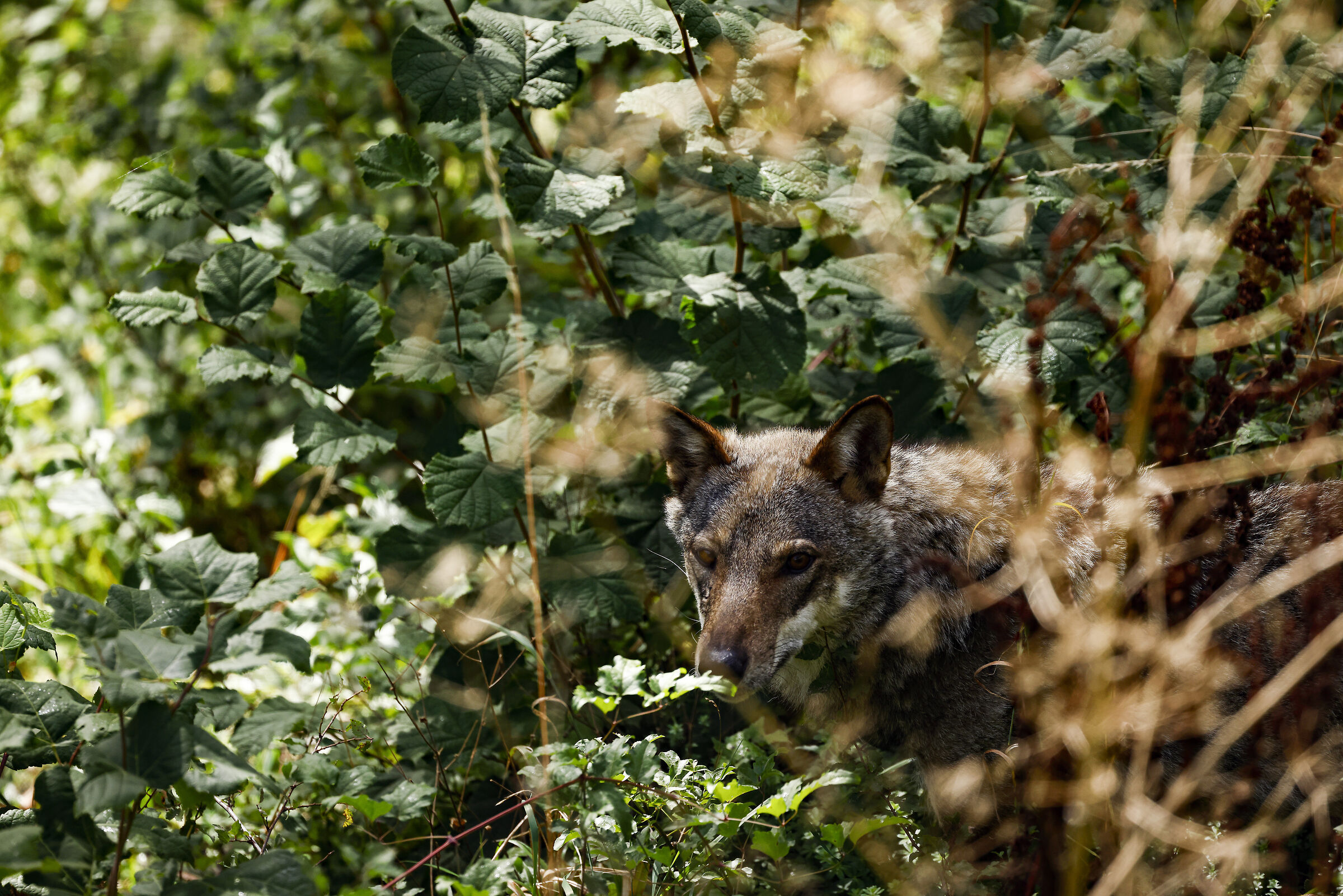 A matter of camouflage.