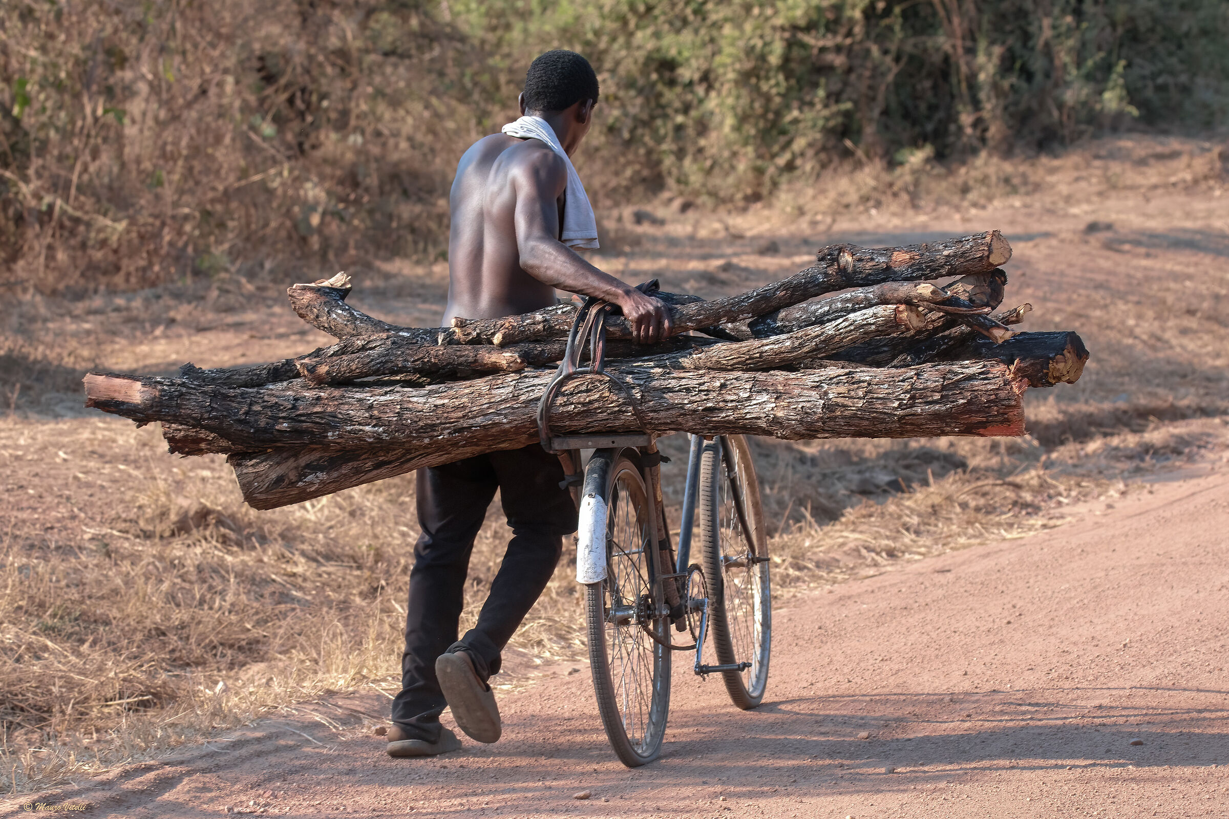 Wood picker (south of luangwa)Zambia