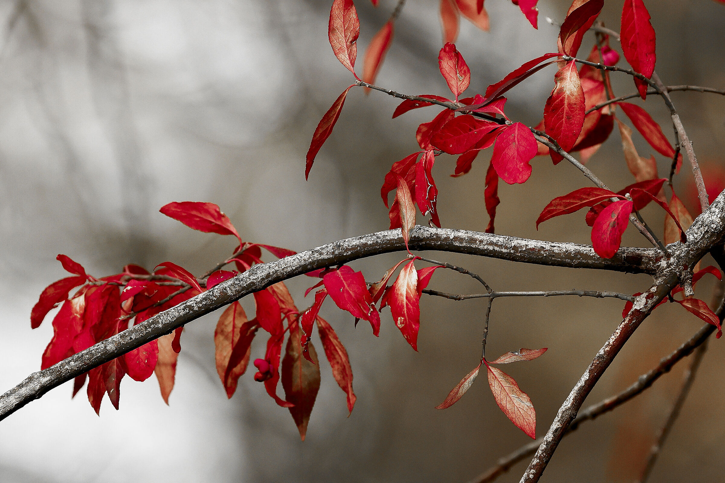 Tempo d'autunno.