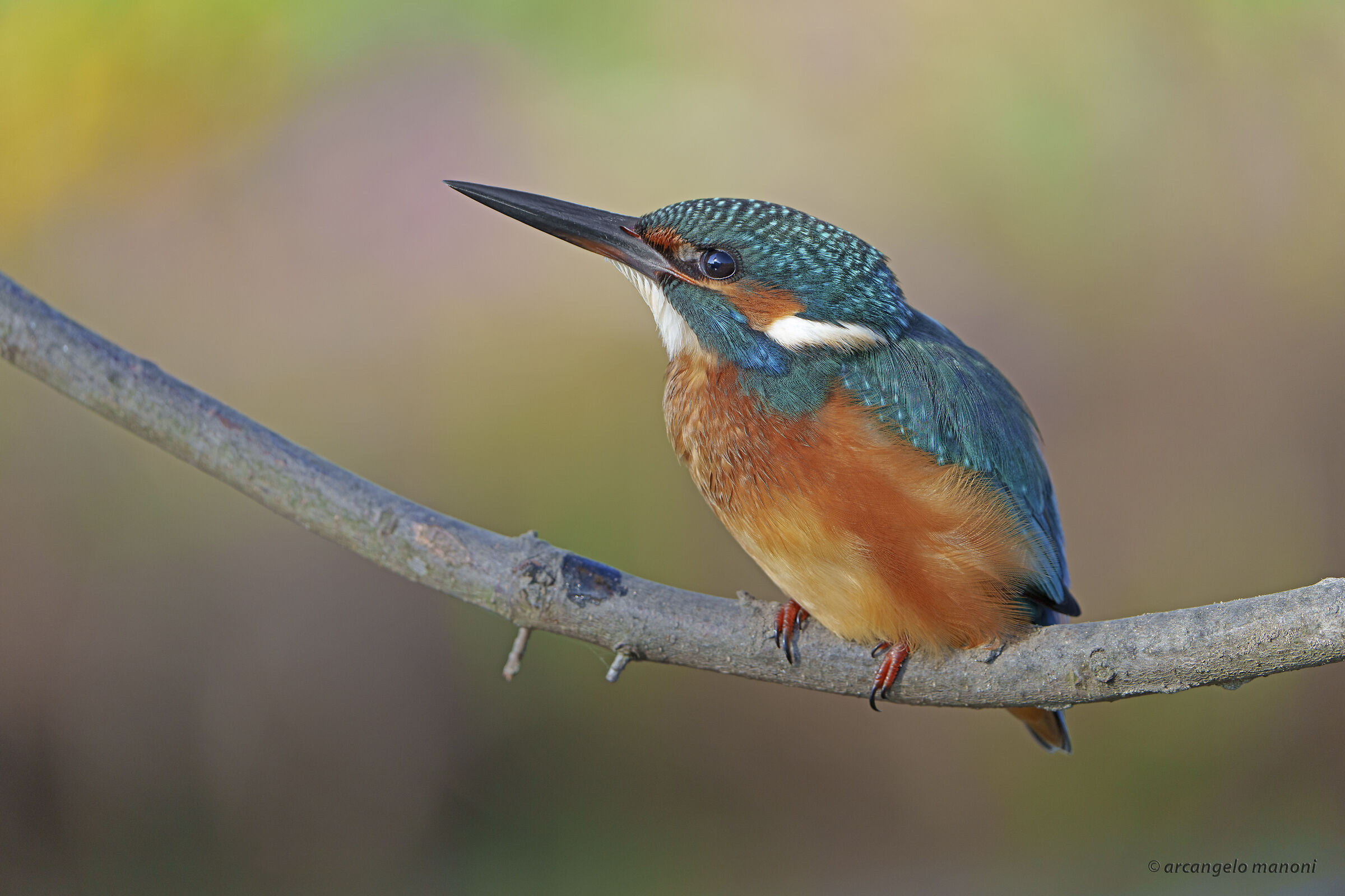 Martin with background field of flowers