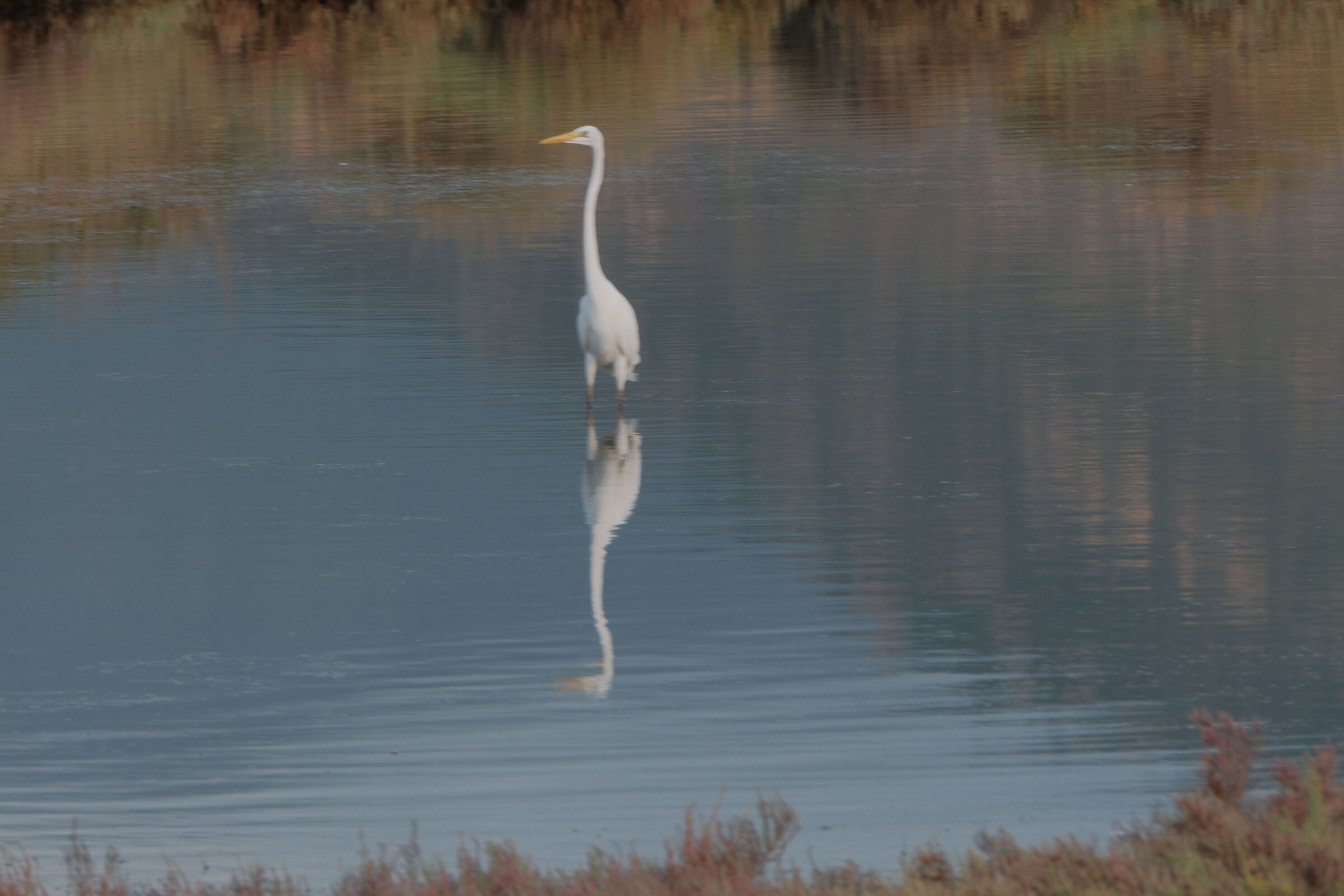 Great white heron