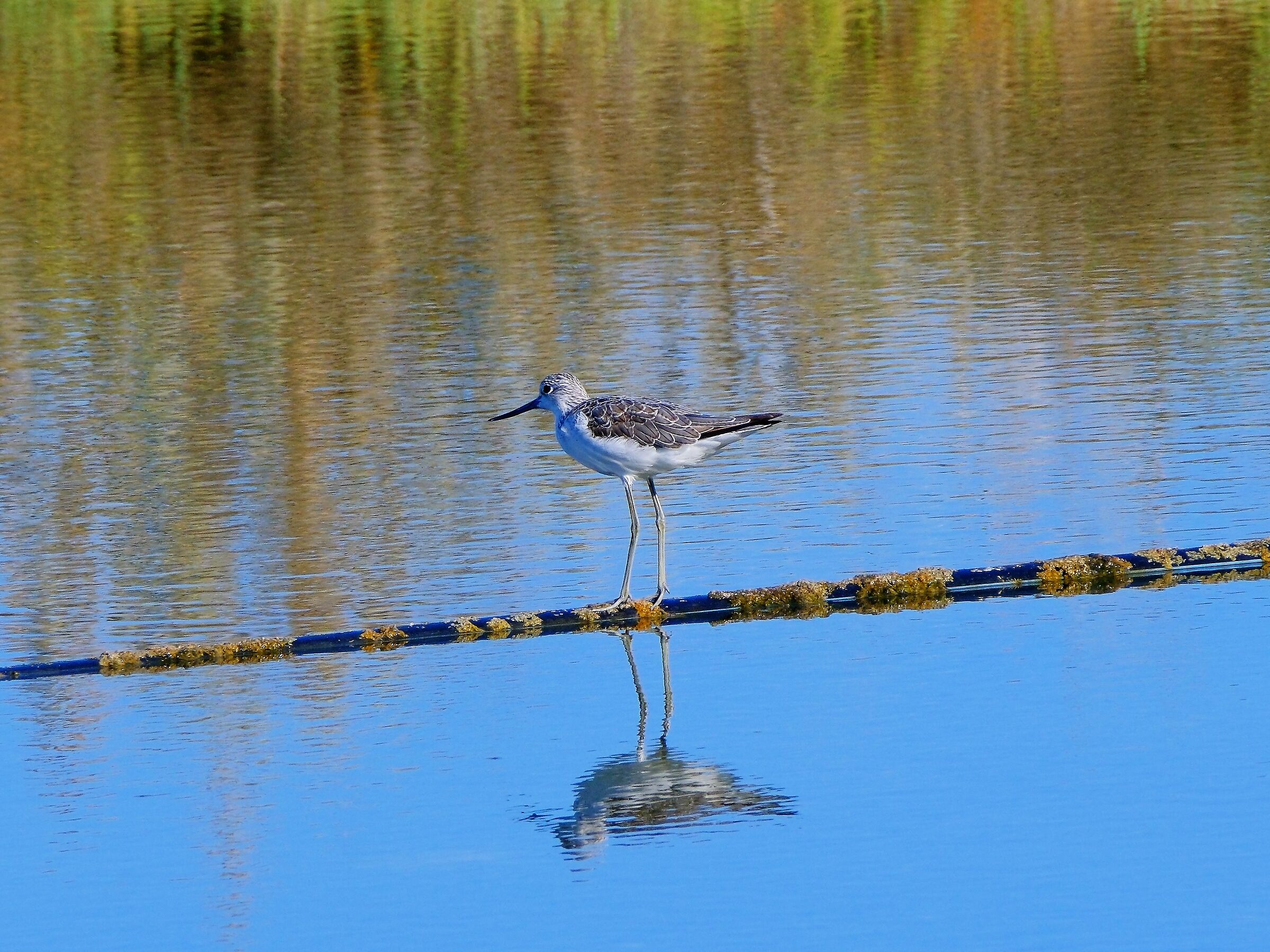Greenshank