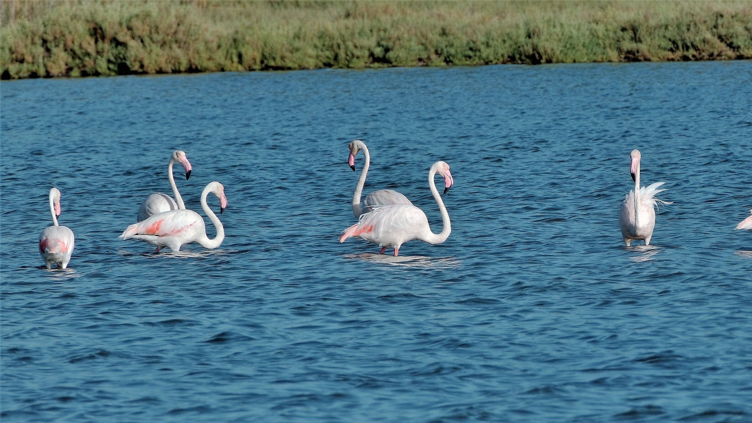 flamingos (crop)