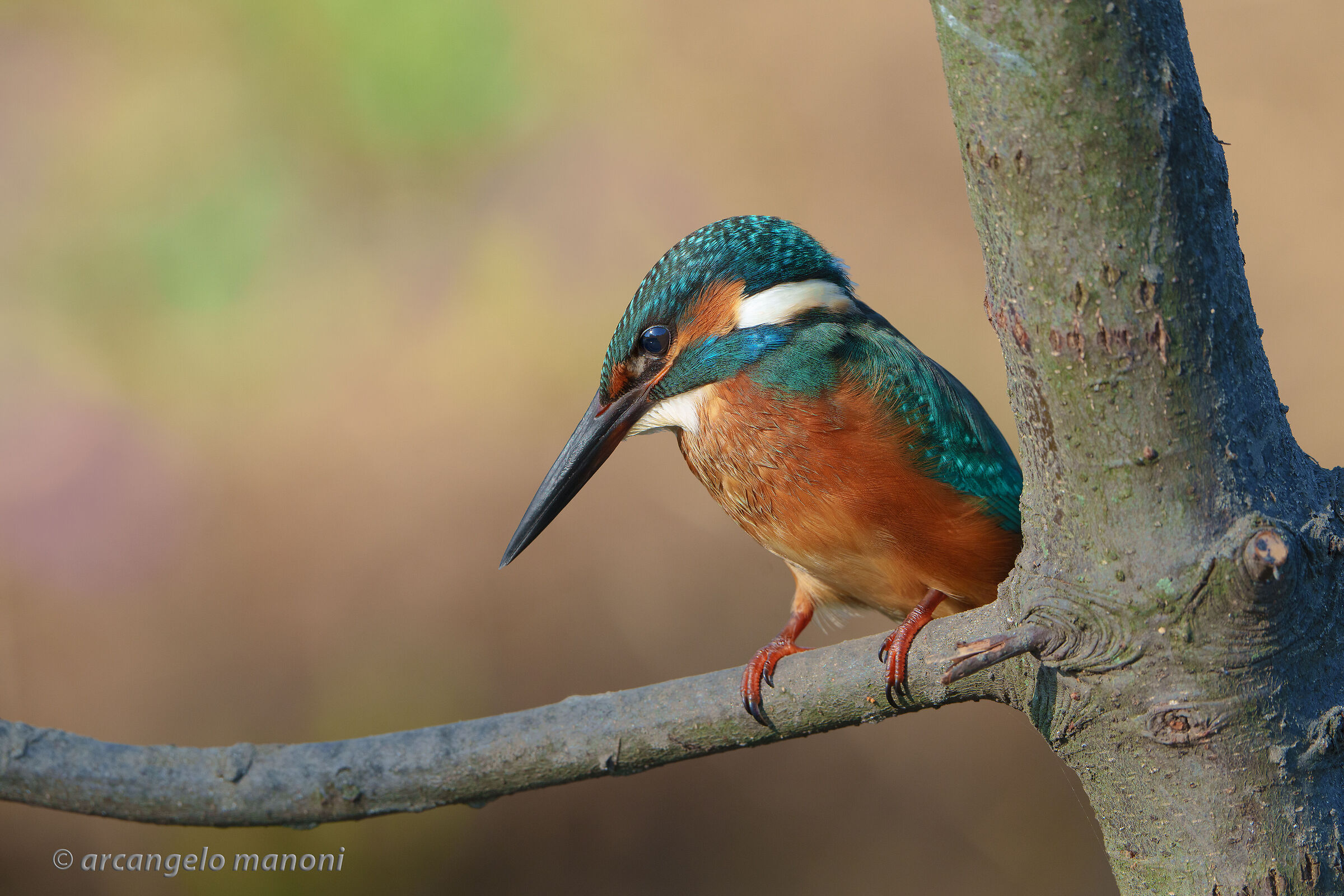 The martino overlooks from a trunk