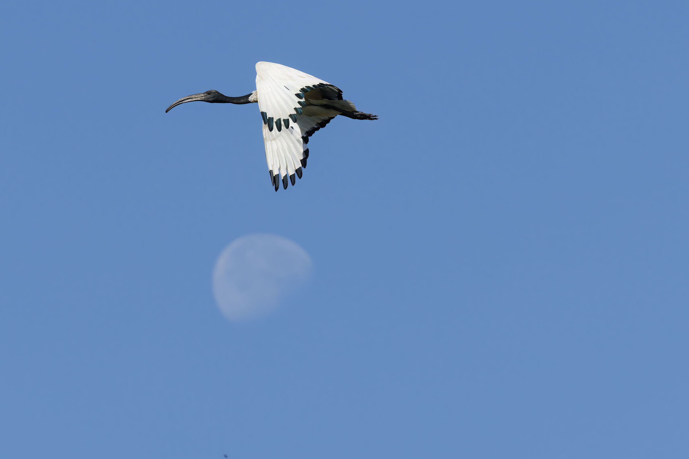 Ibis satellite