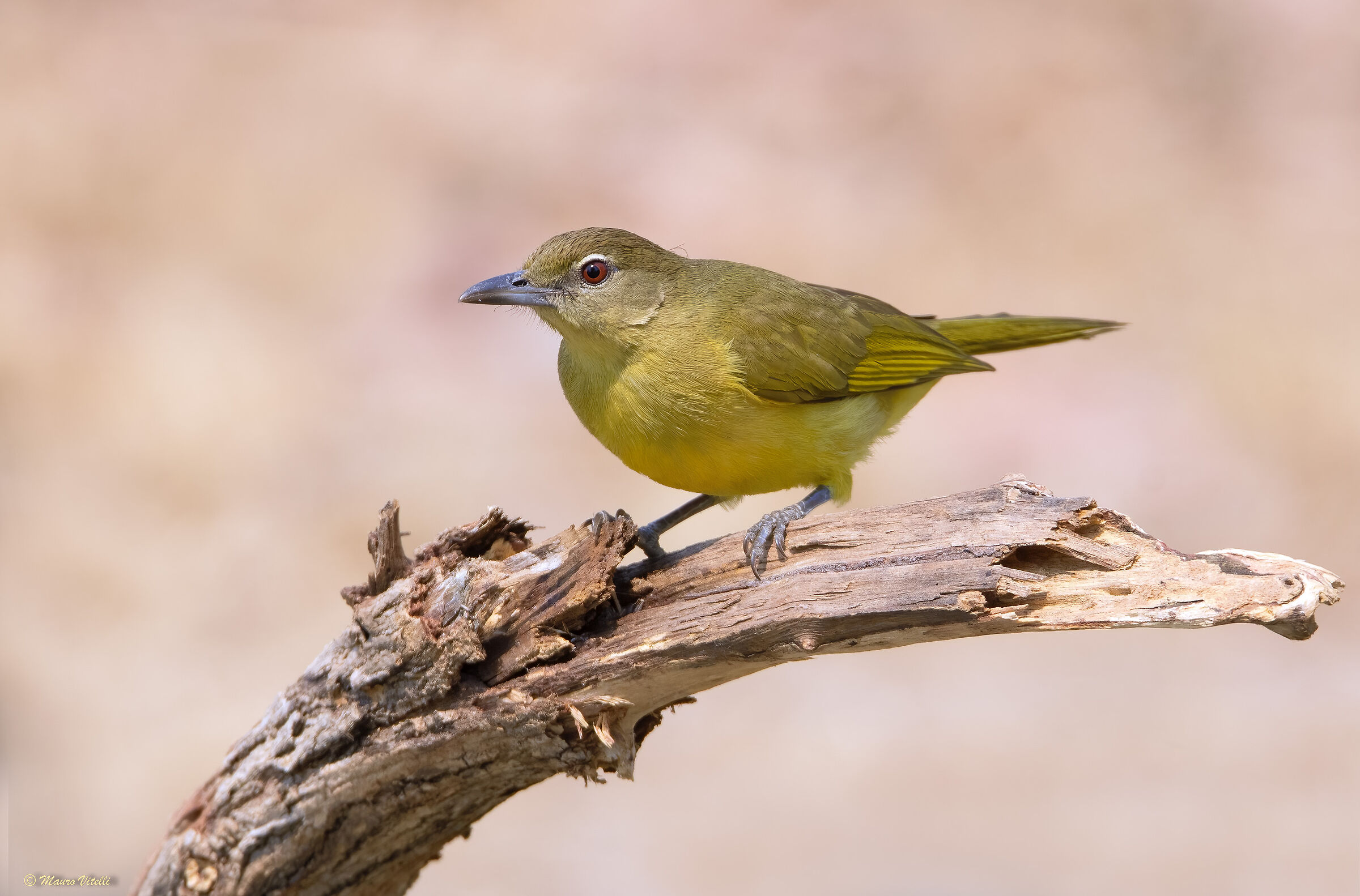Yellow-bellied bulverde (Chlorocichla flaviventris)Zambia