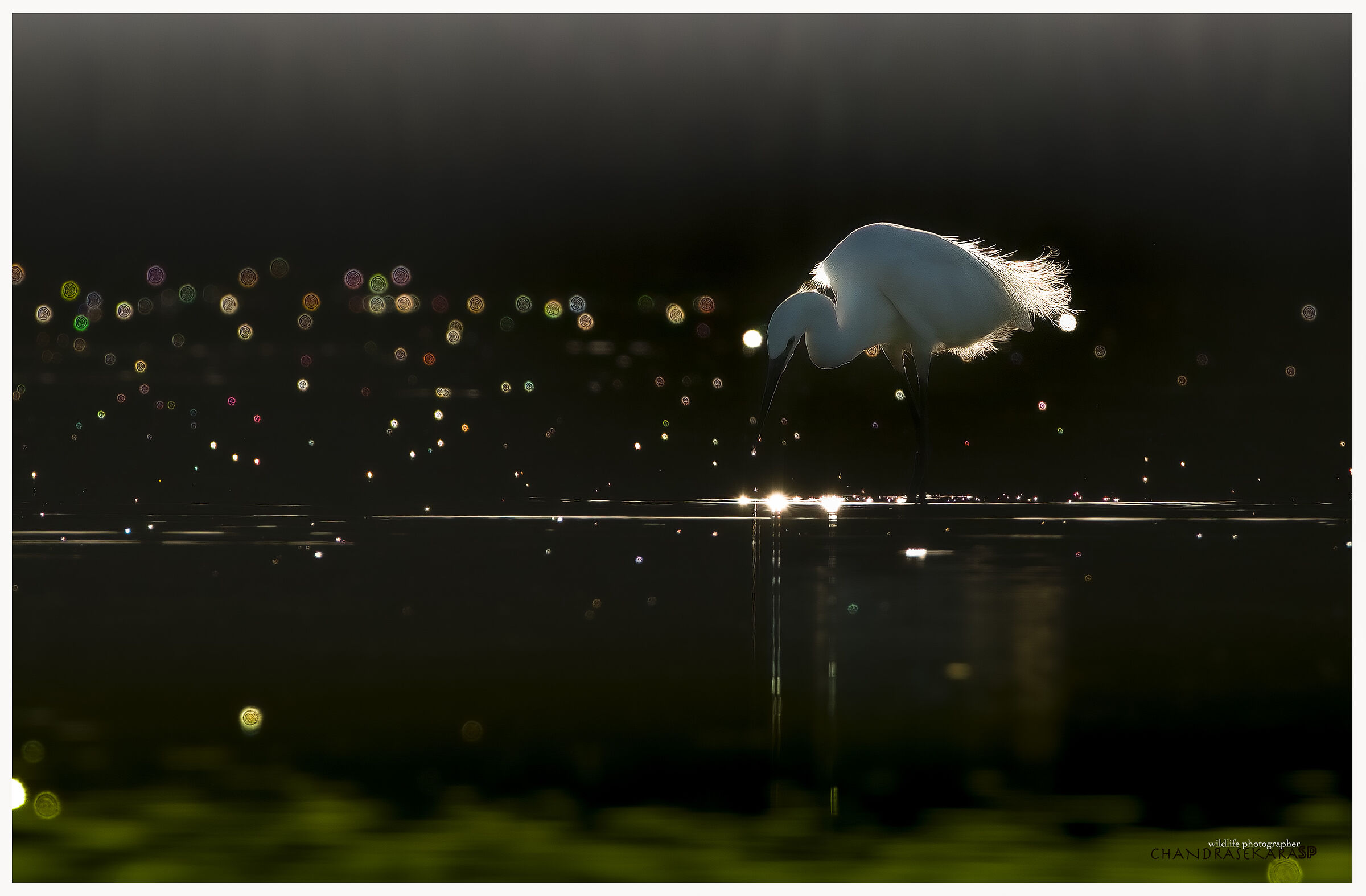egret against light
