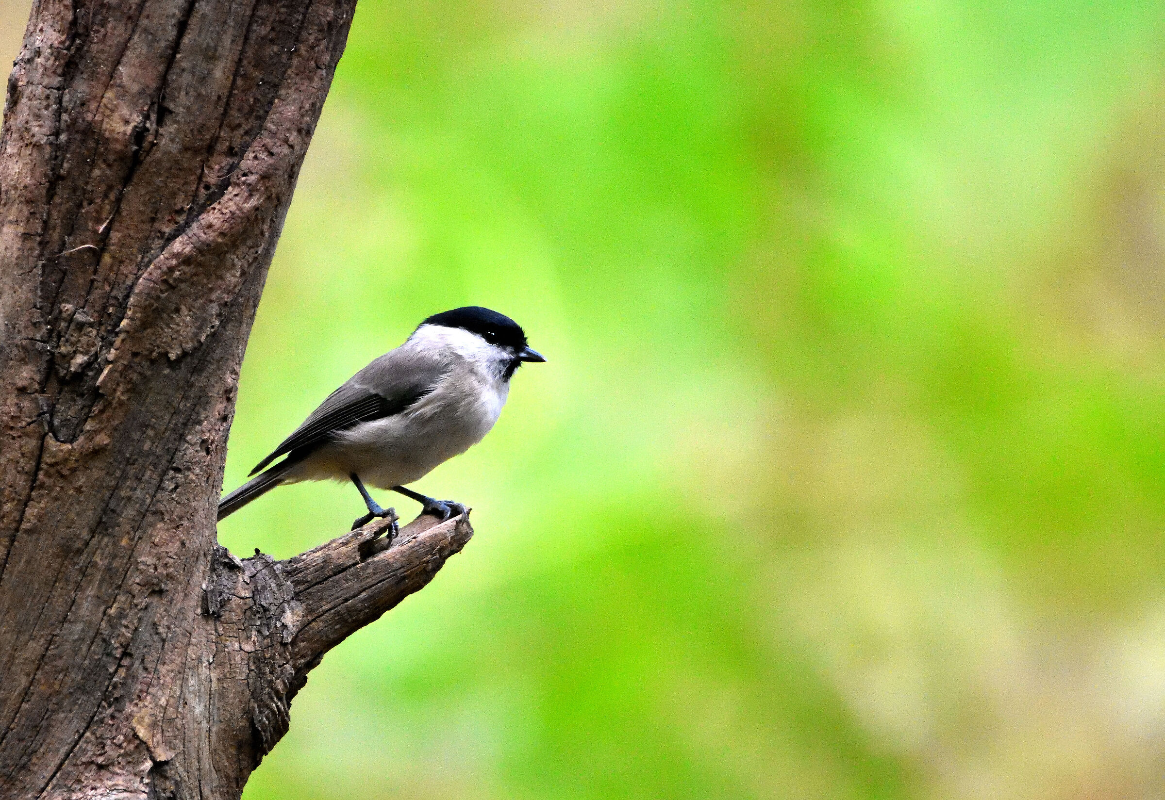cincia bigia alpestre