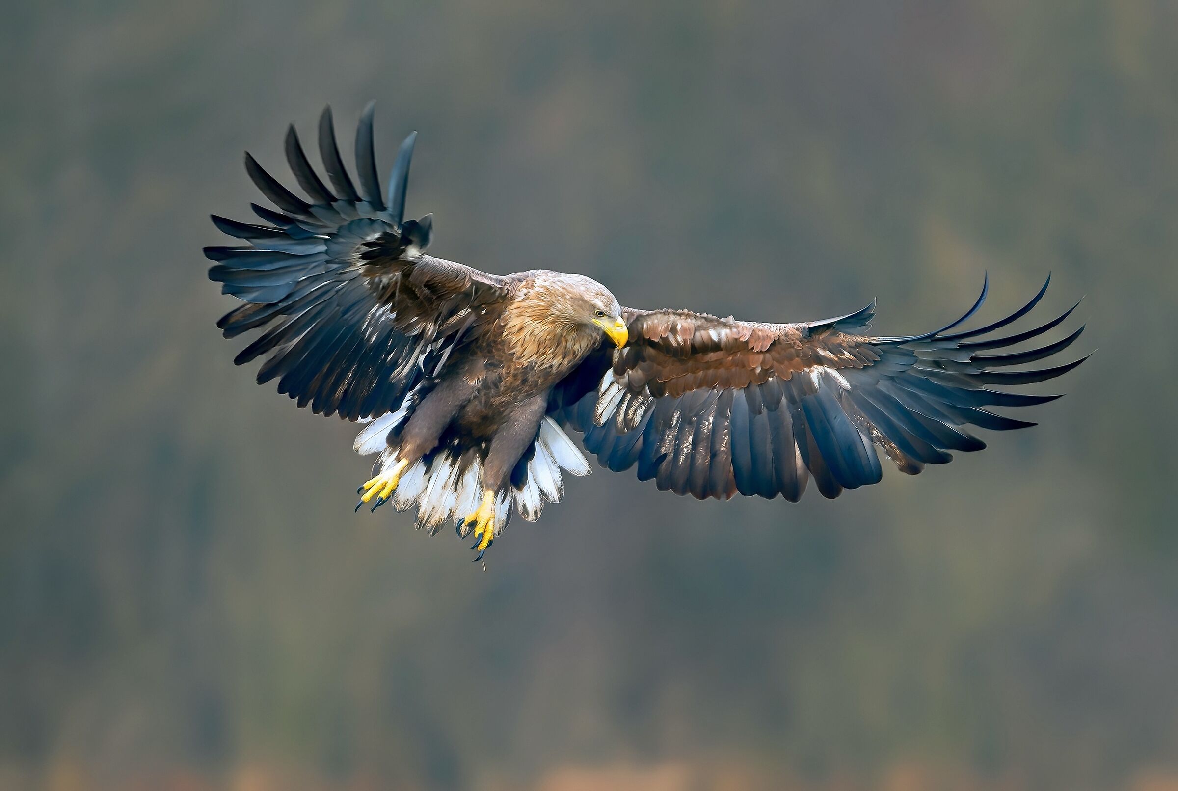 White-tailed eagle