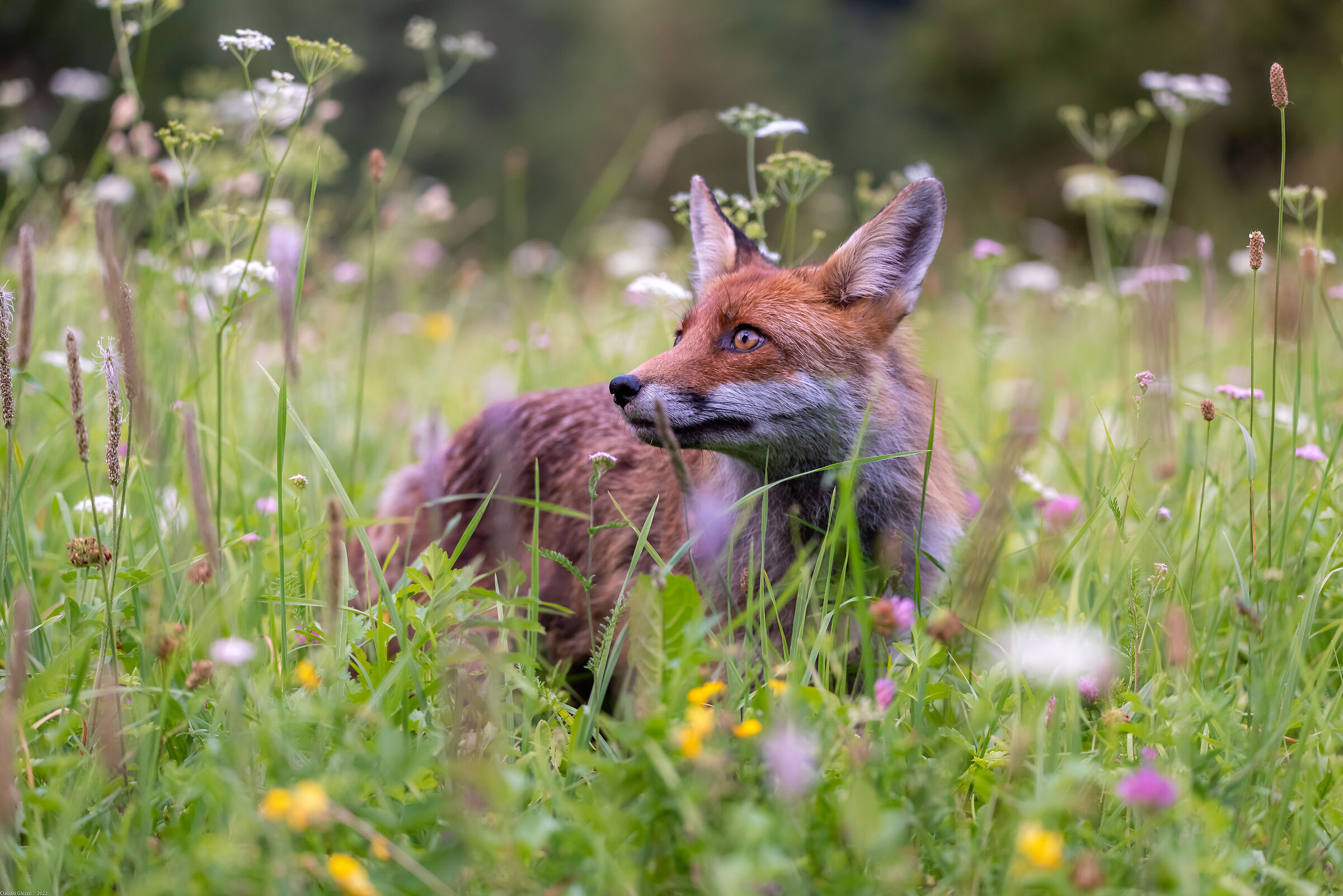 The fox among the flowers