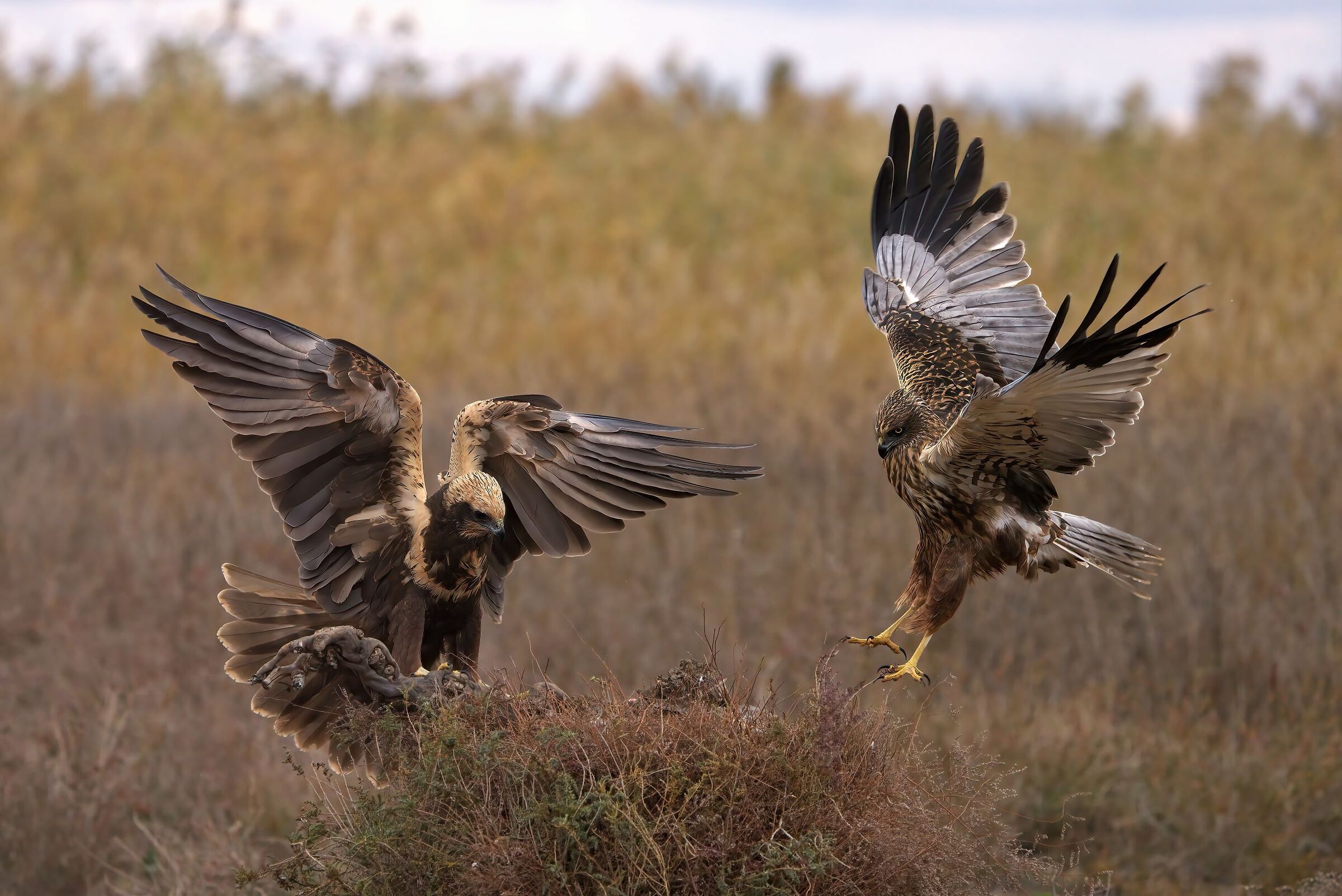 female and male marsh harrier at dawn