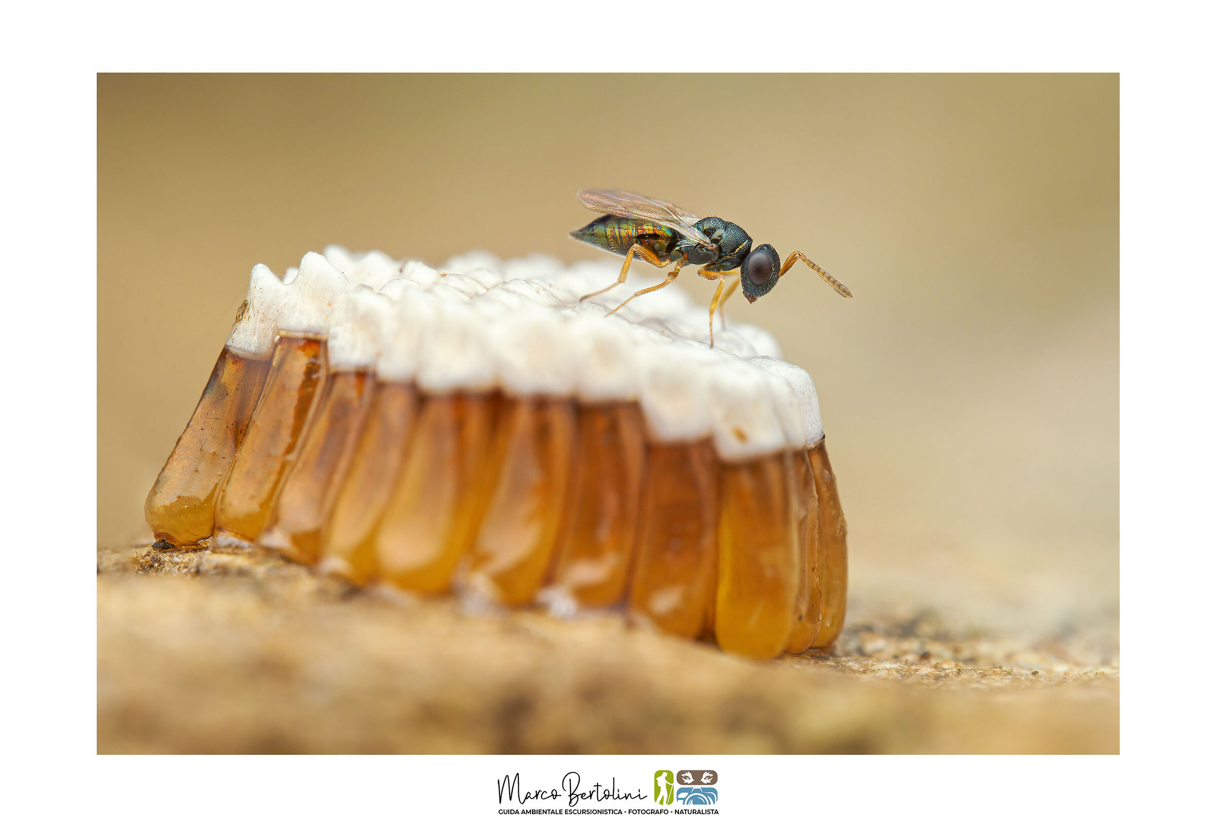 Like an insect at the Oktoberfest