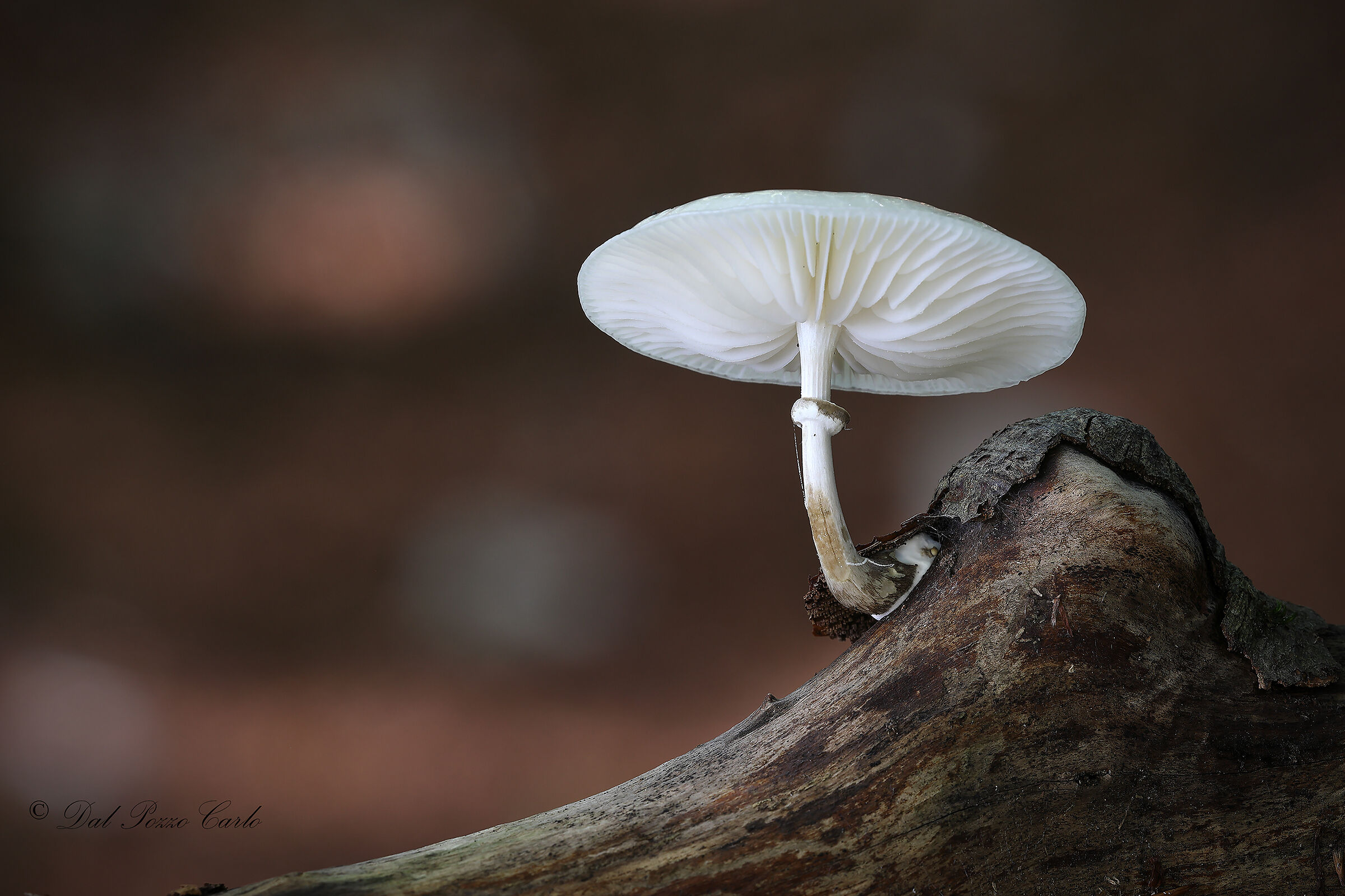Volvariella bombycina