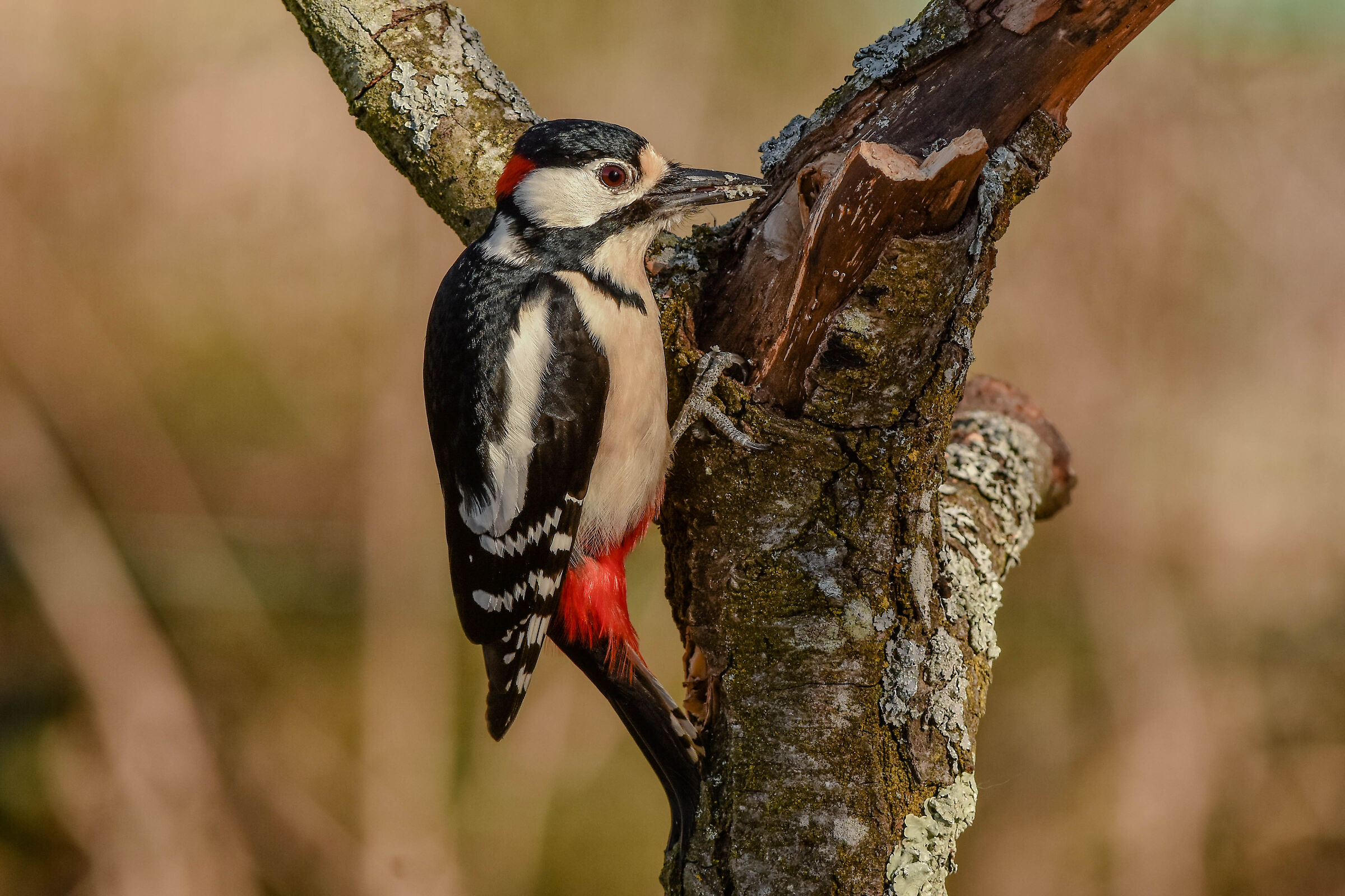 Picchio rosso maggiore (M)