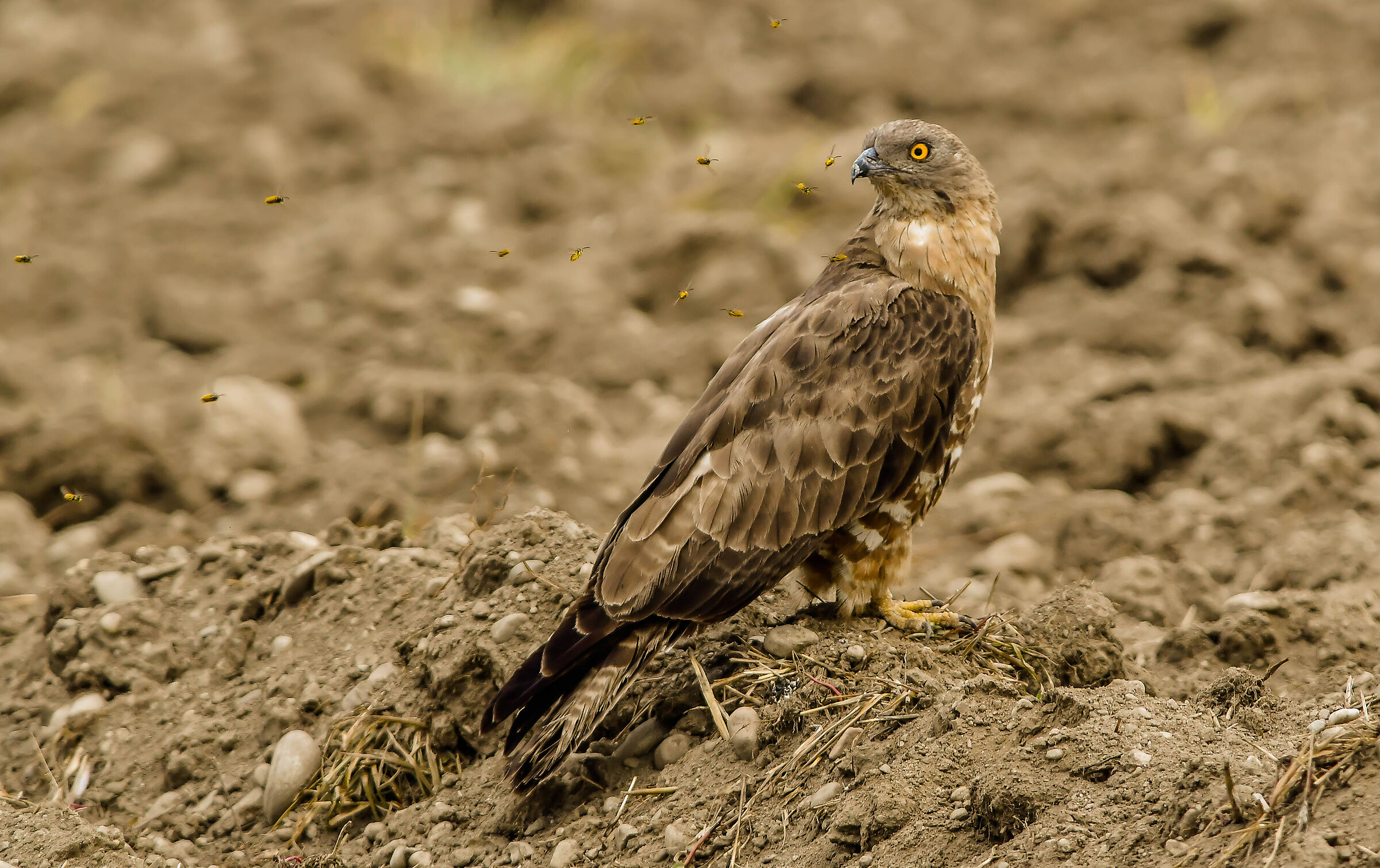 Falco pecchiaiolo