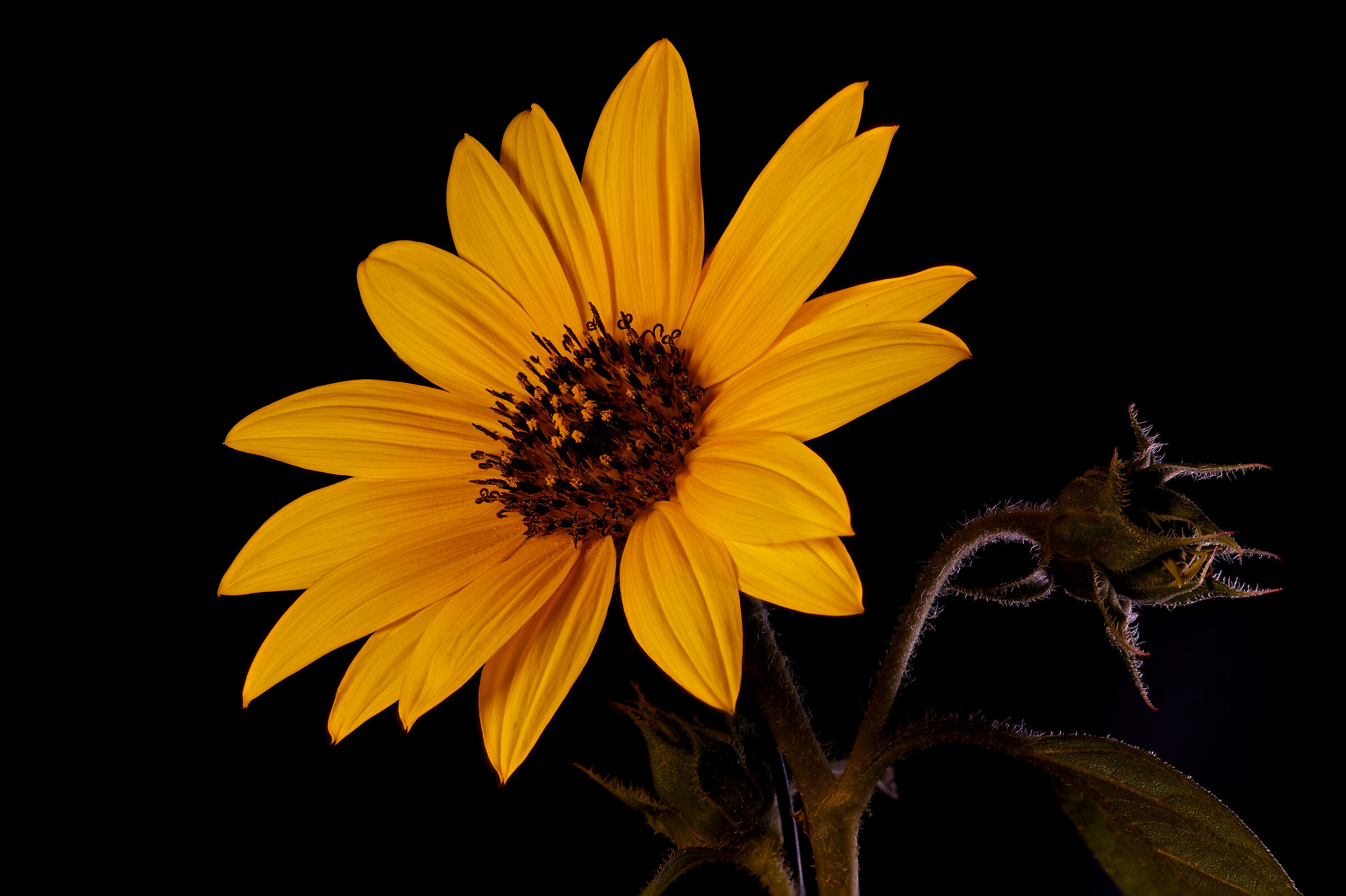 Sunflower...