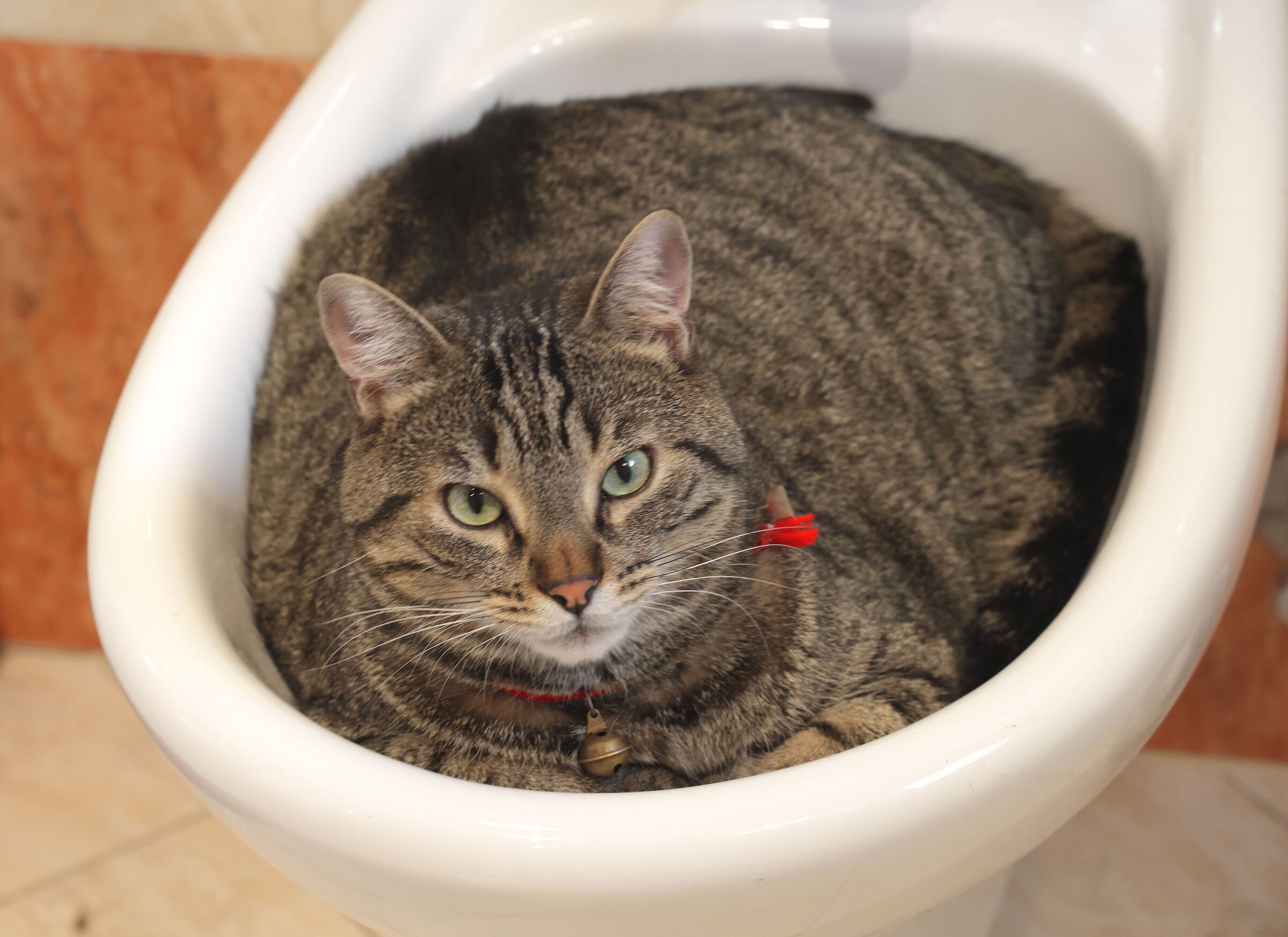 Multifunctional bidet