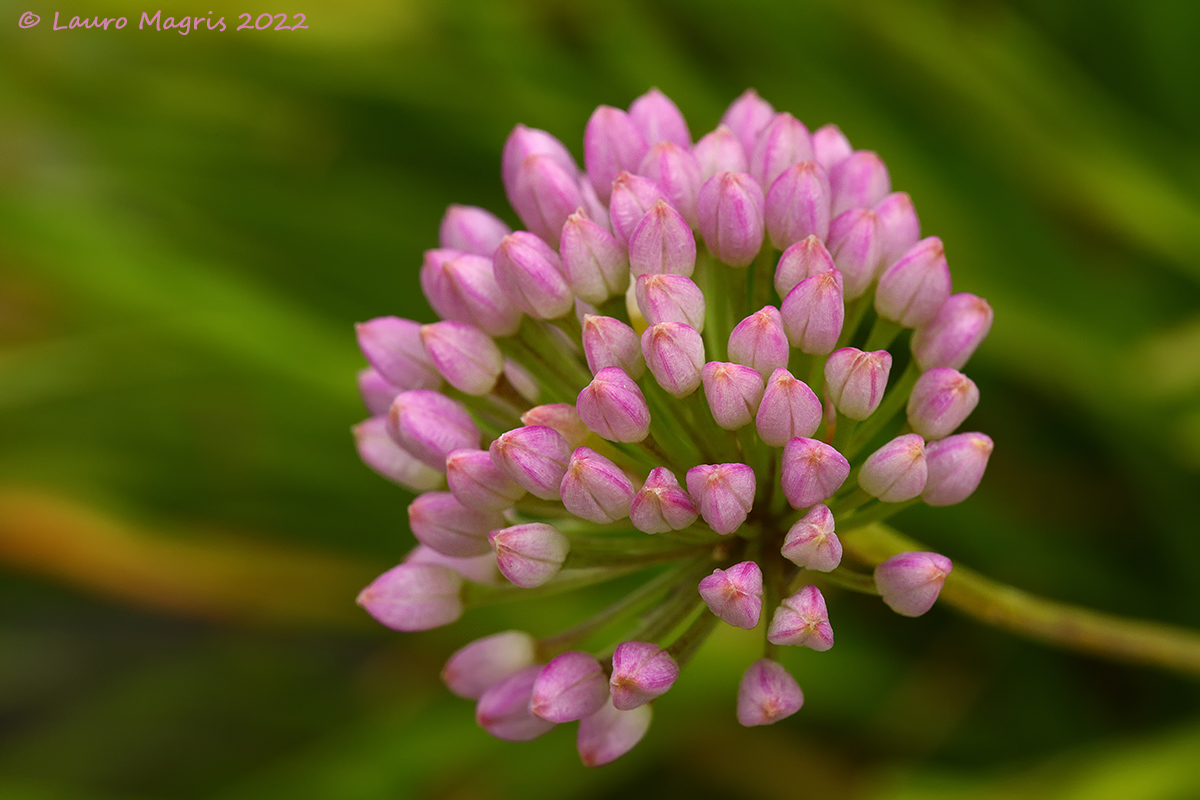 Allium lusitanicum (Aglio montano)