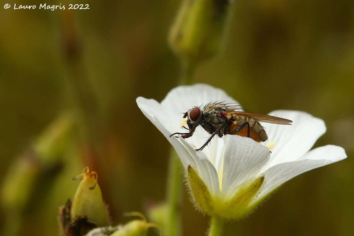 Capillary minute cake
