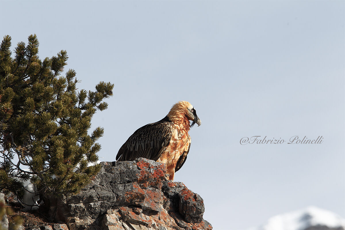 Avvoltoio degli agnelli