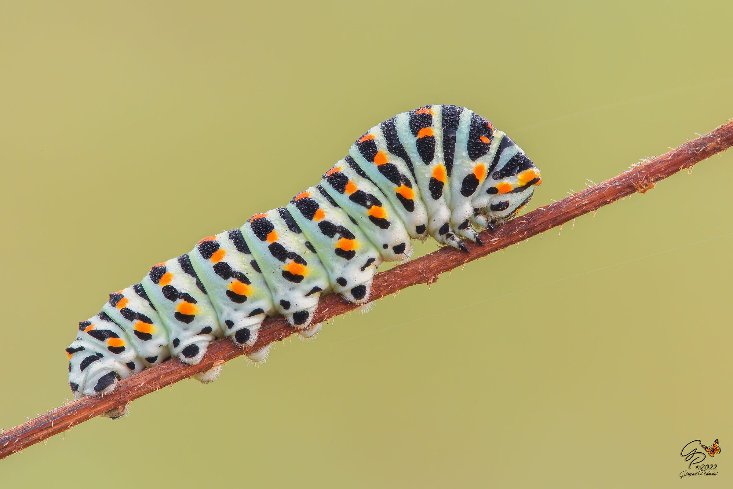 Papilio machaon (larva)
