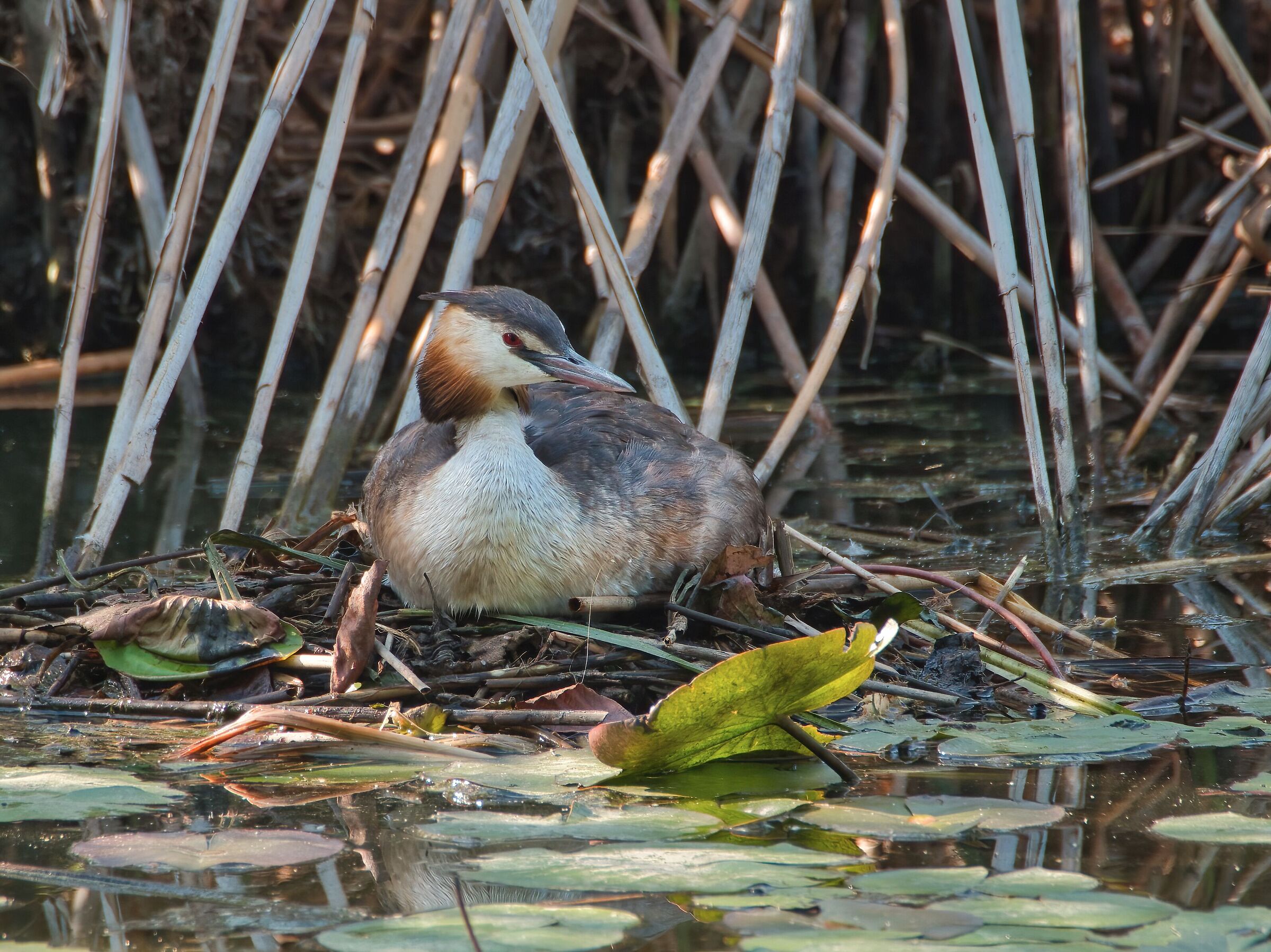 Grebe in brooding