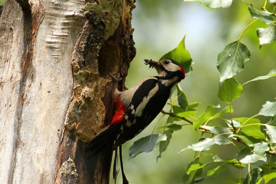 Great Spotted Woodpecker