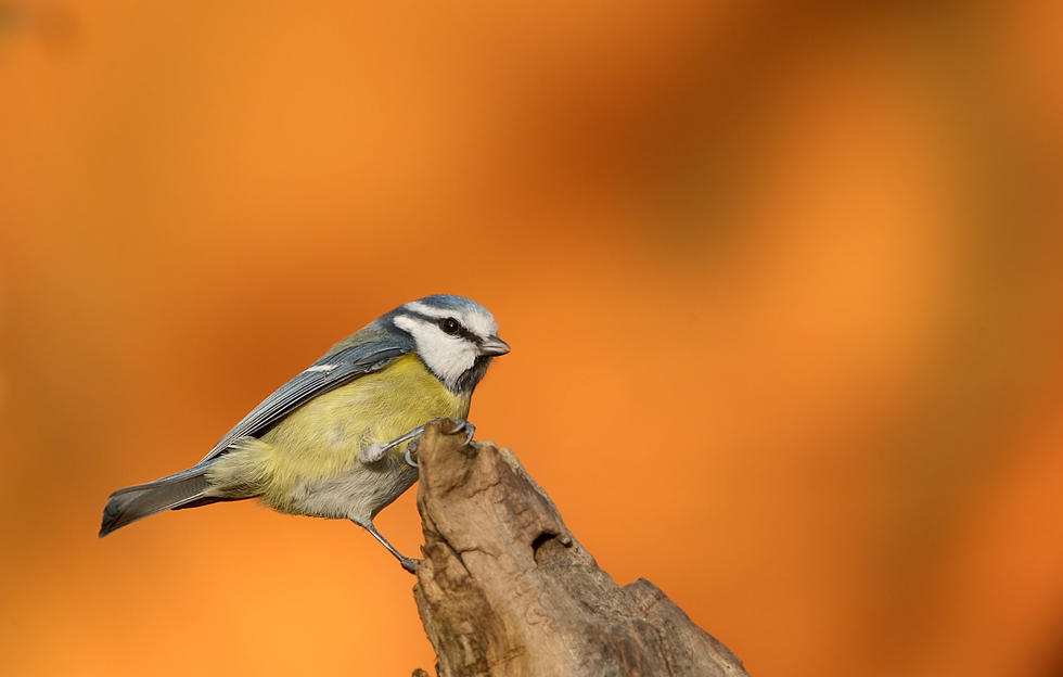Blue Tit