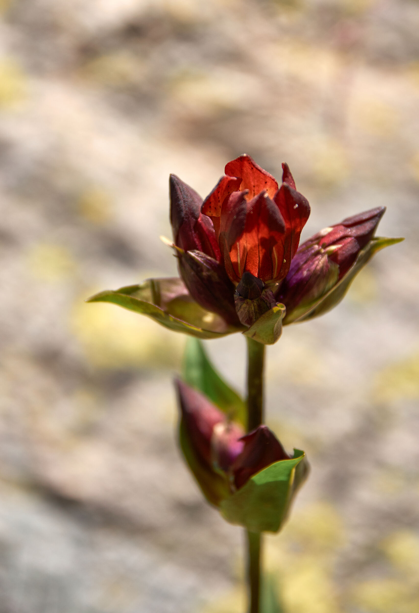 Gentiana purpurea L.