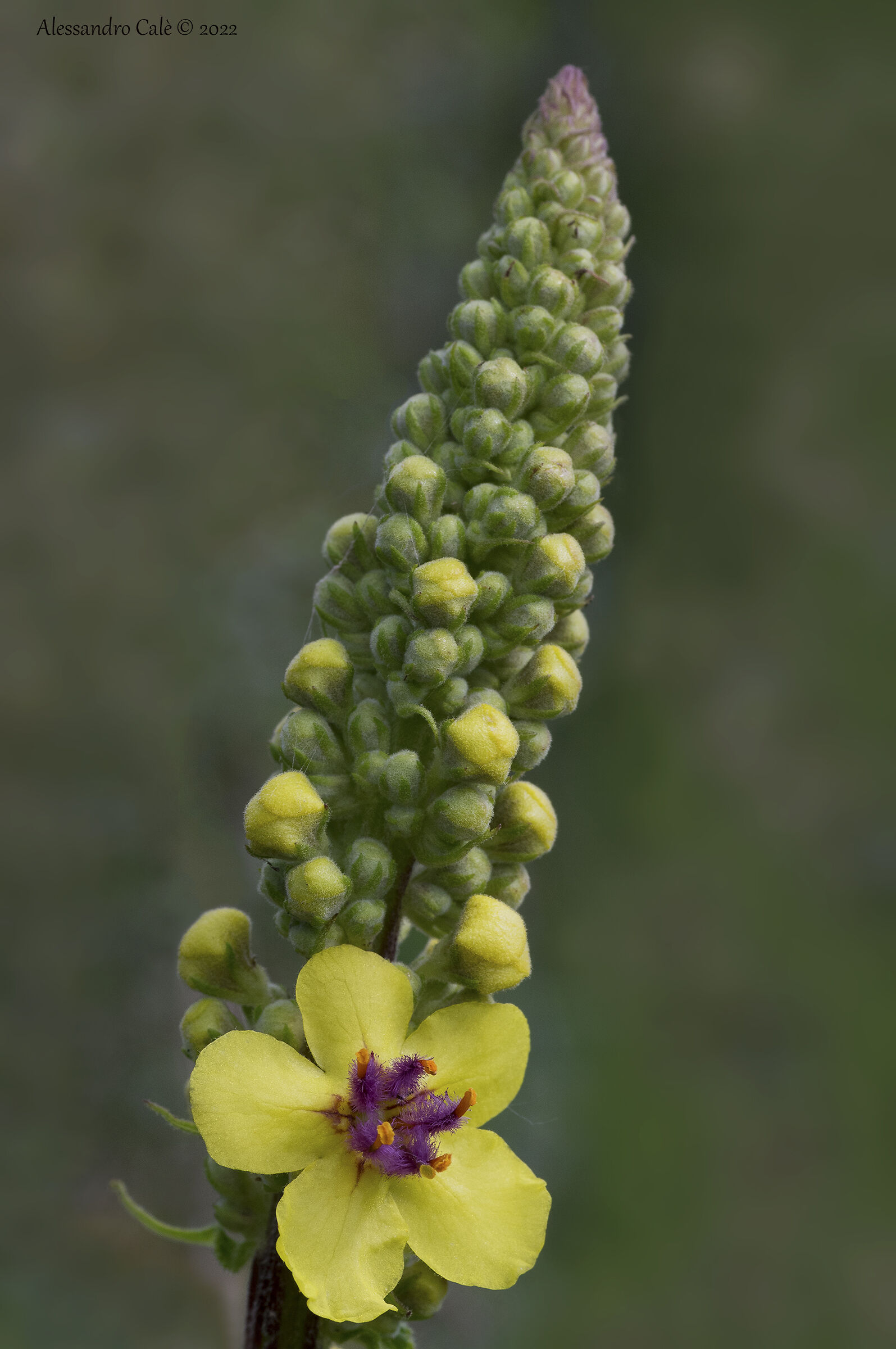 Verbascum nigrum (Verbasco nero) 7984