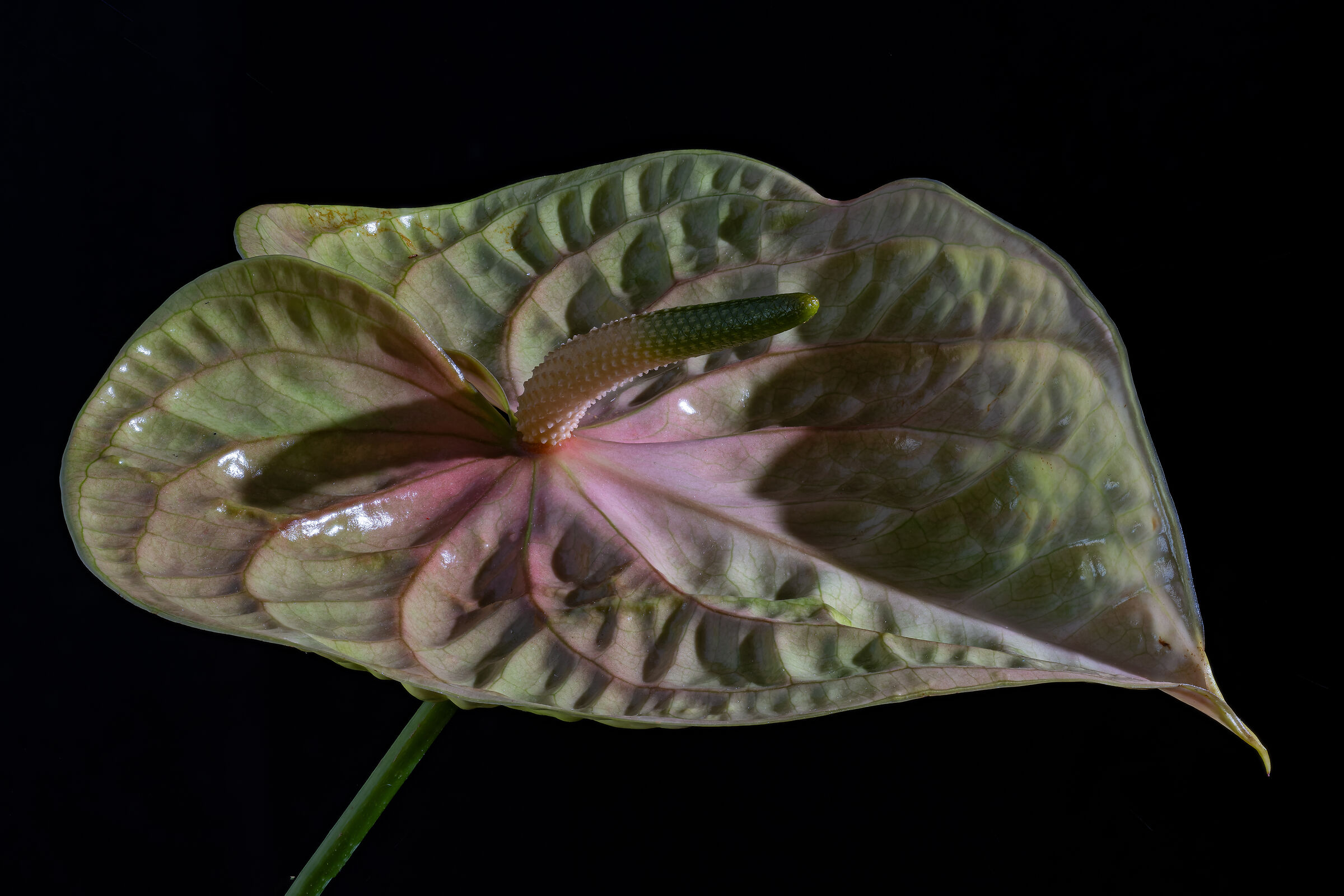 Anthurium