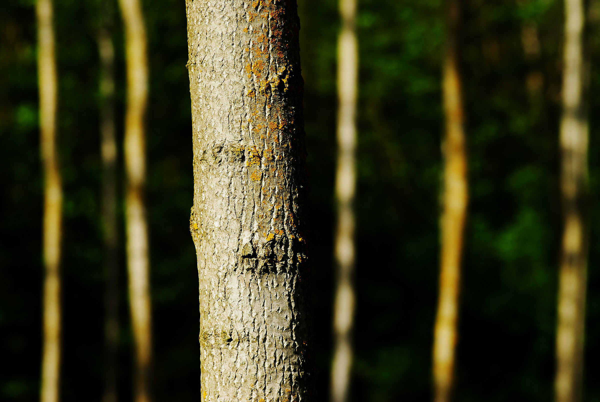 Poplars
