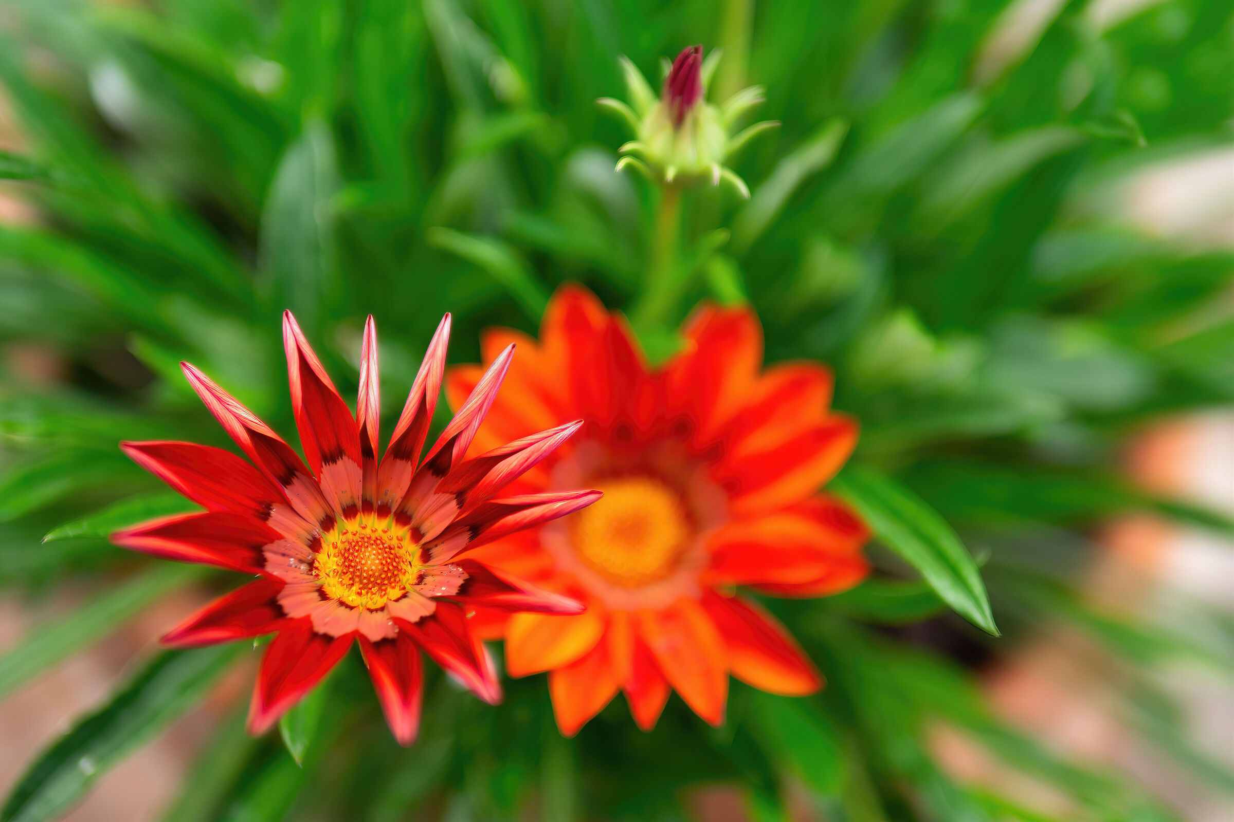 Gazania