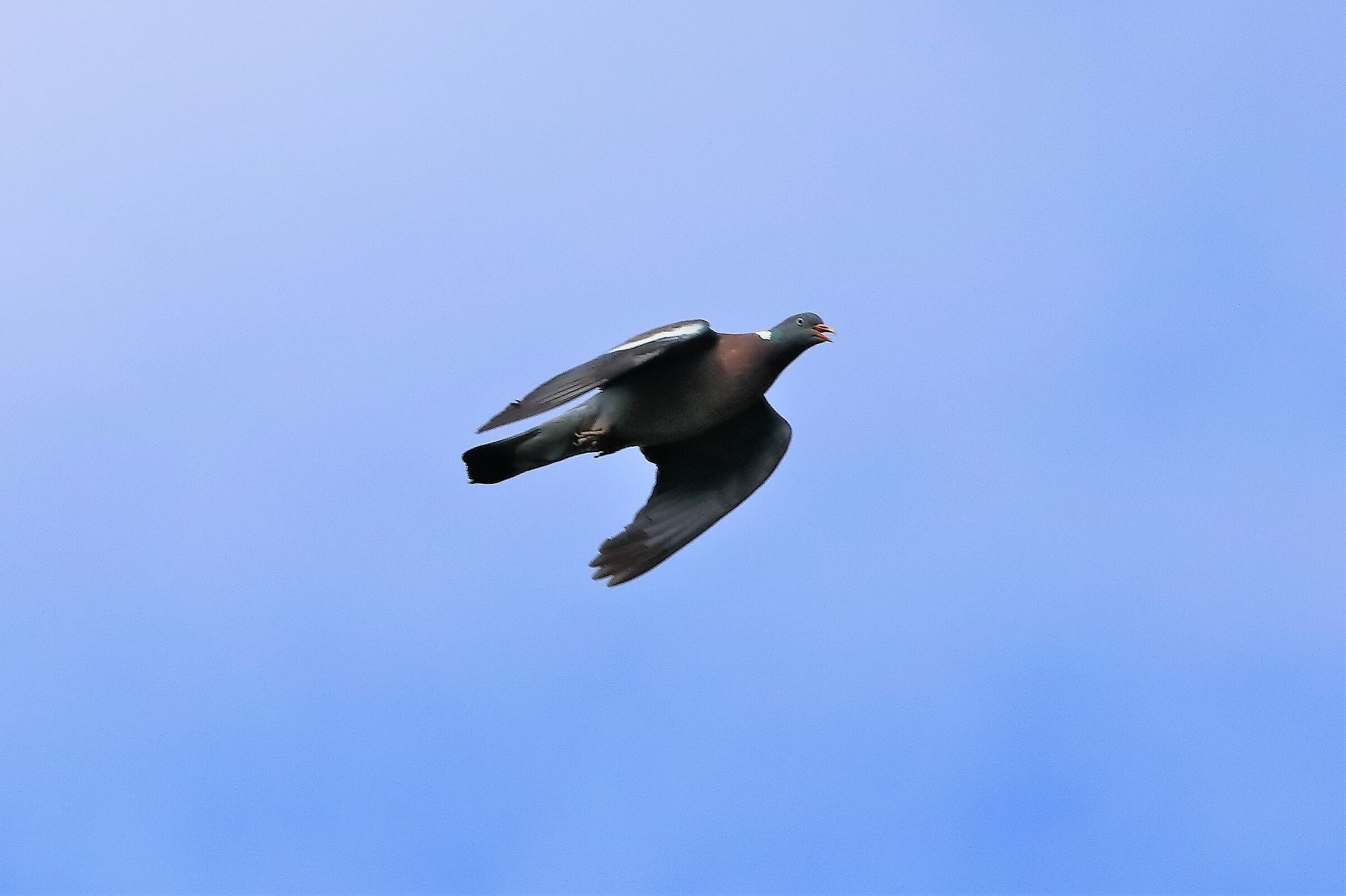 colombaccio 14-07-2022