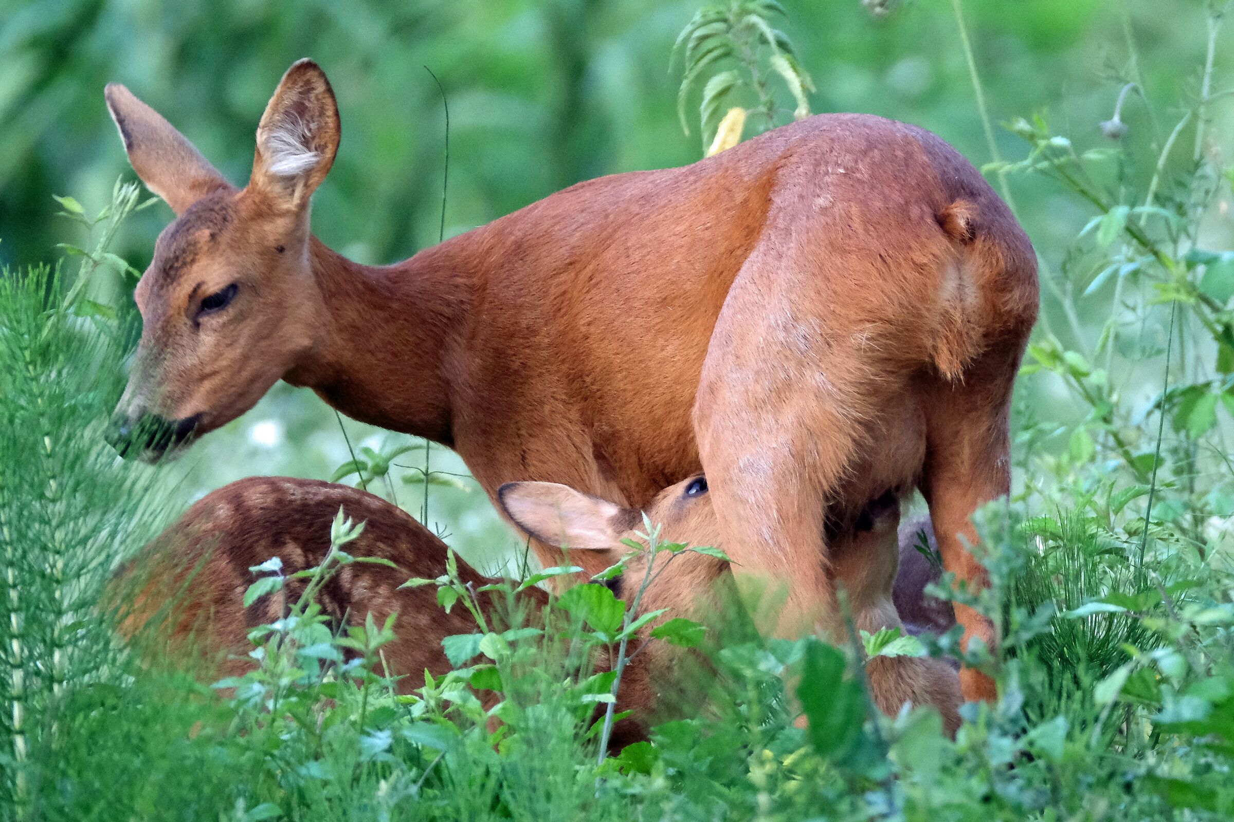 Grazing at pasture-2